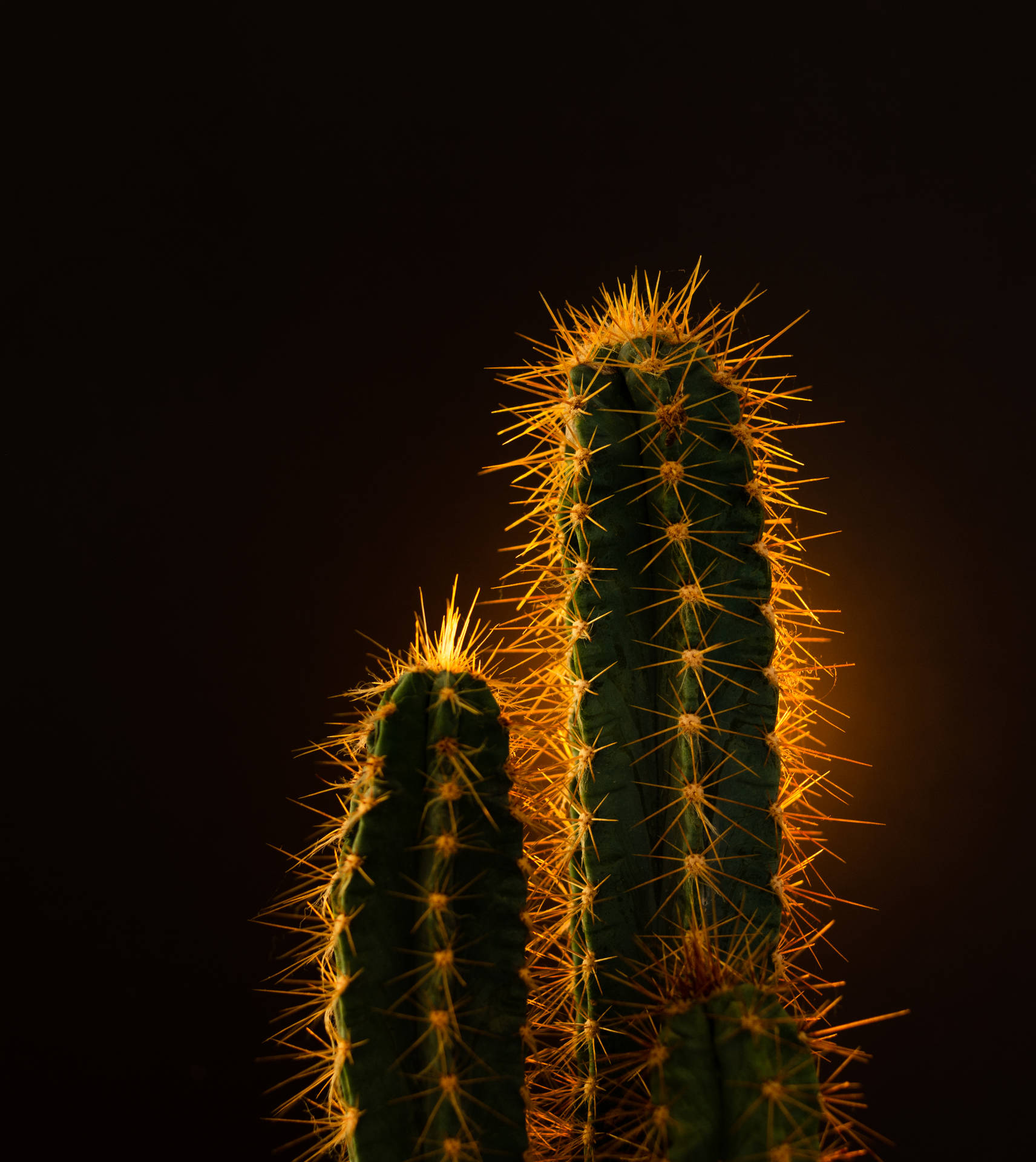 3292X3692 Cactus Wallpaper and Background