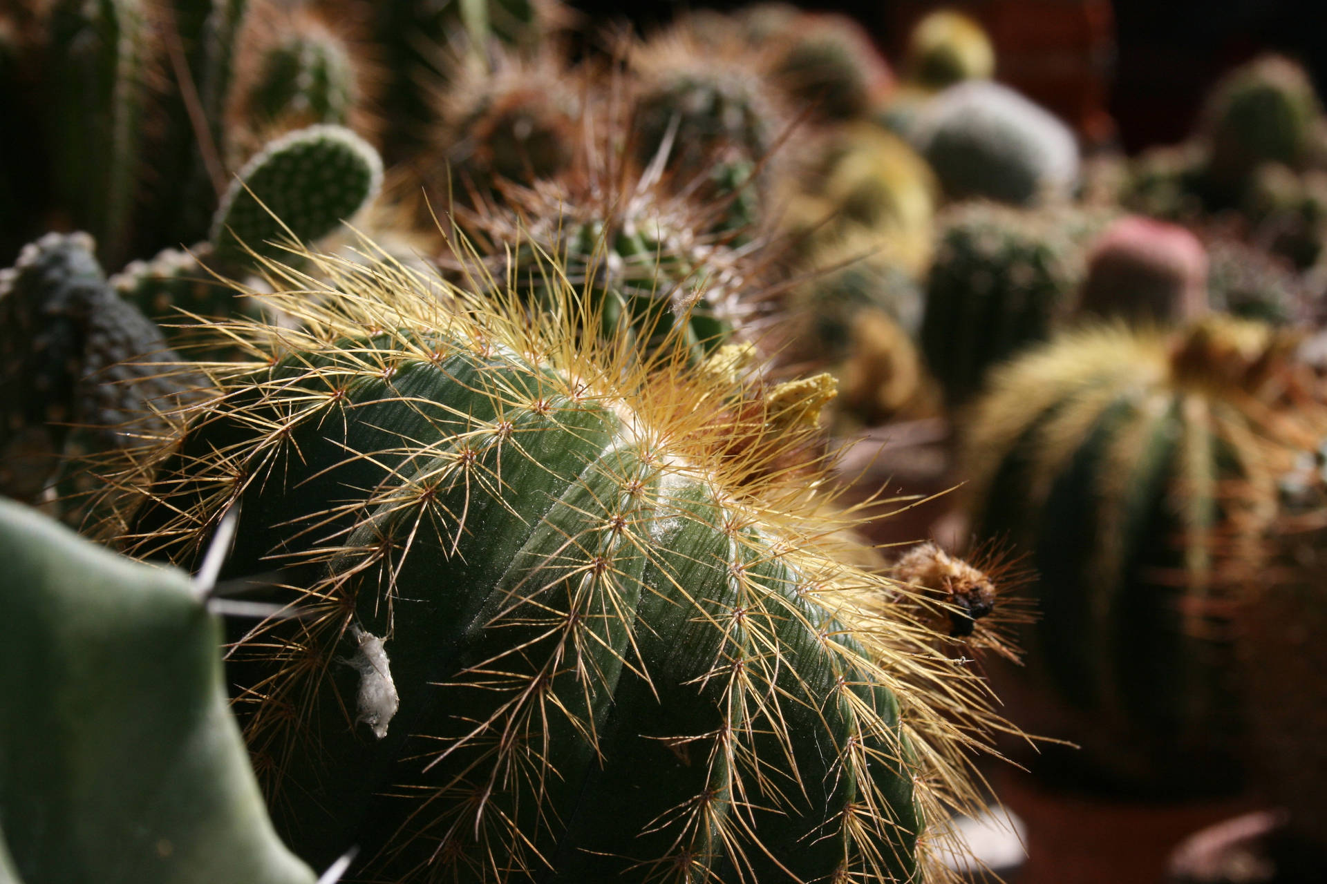 3543X2362 Cactus Wallpaper and Background