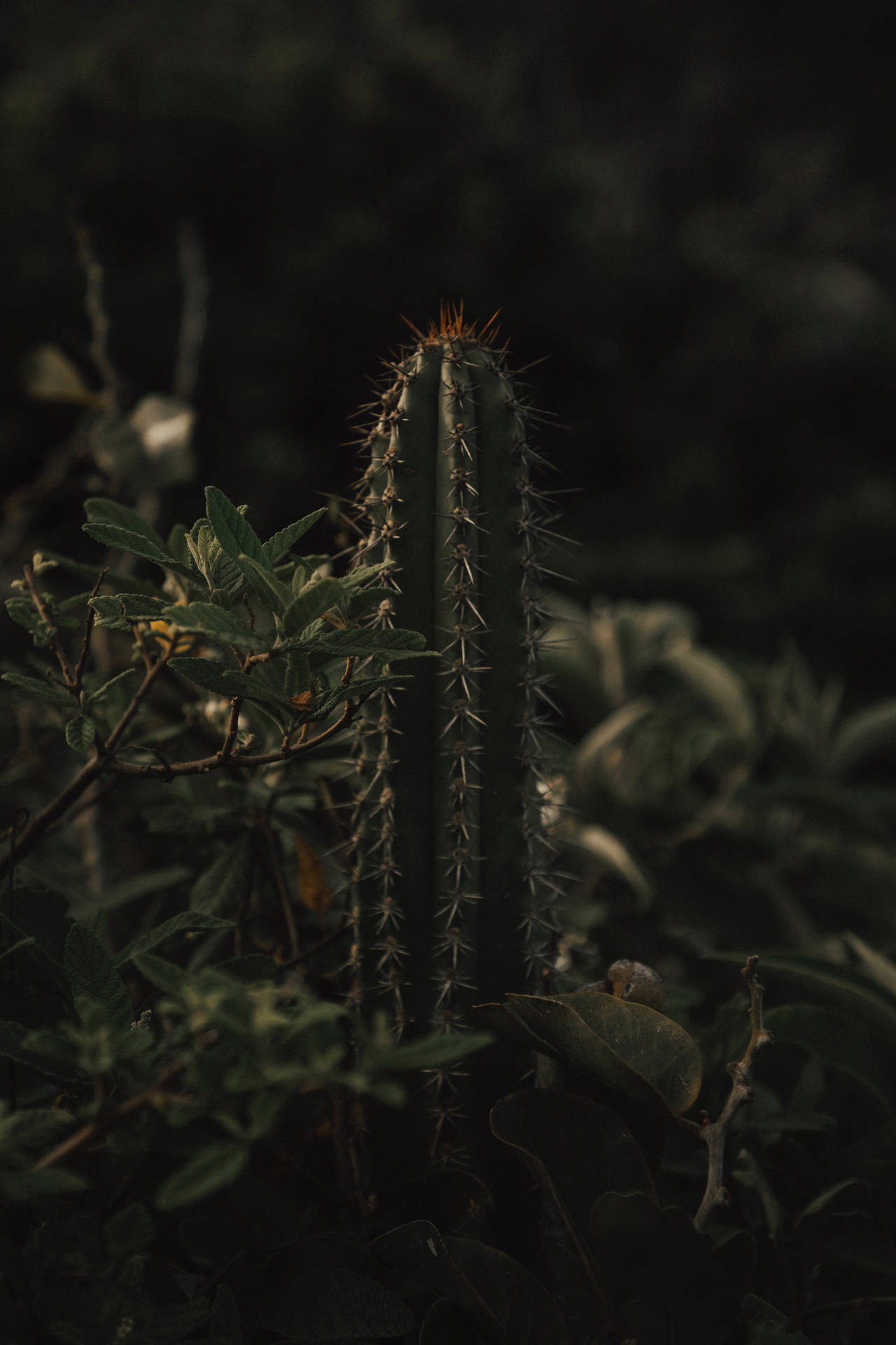 3545X5317 Cactus Wallpaper and Background