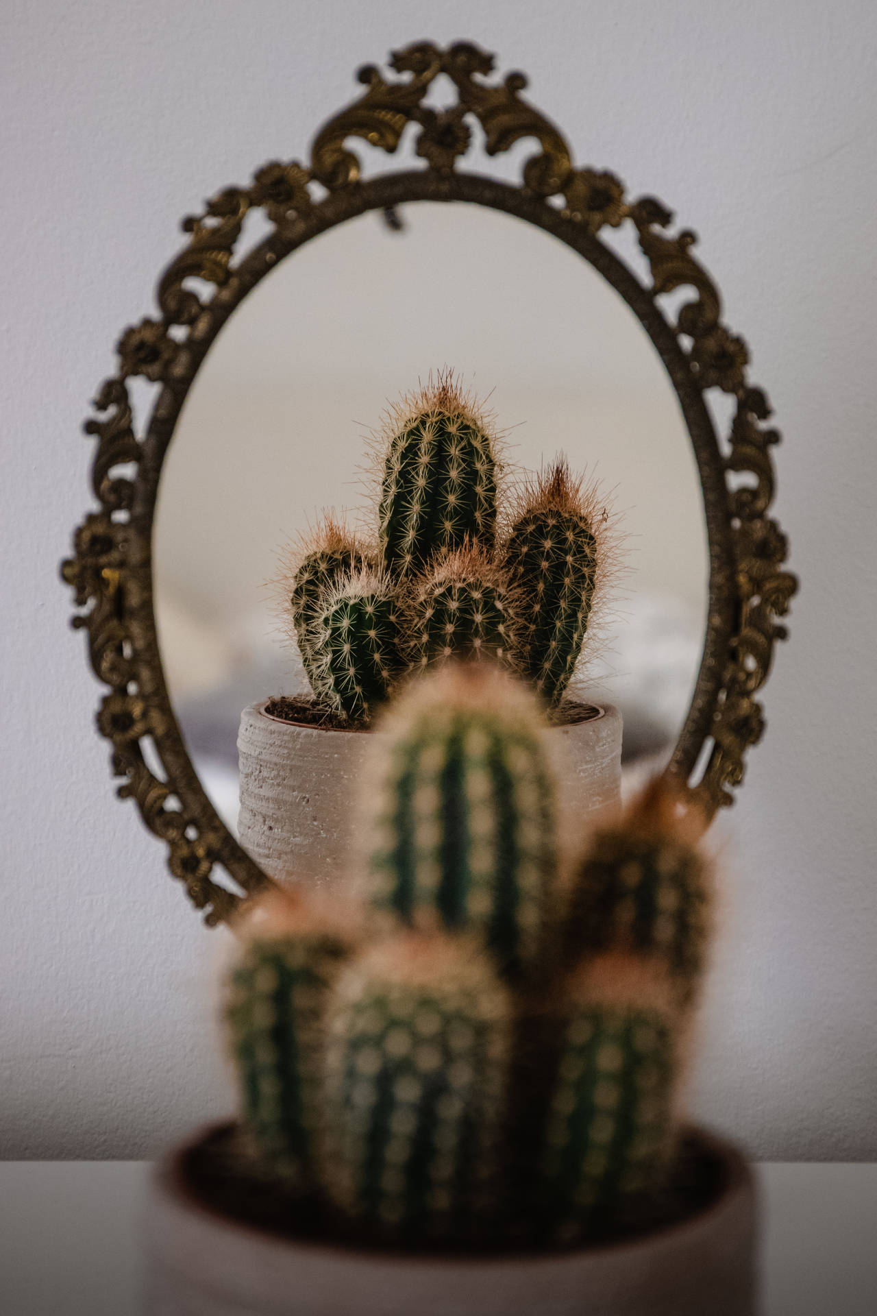 3661X5491 Cactus Wallpaper and Background