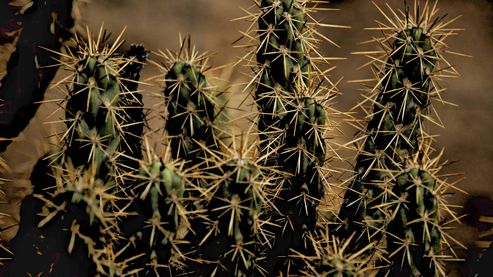 3802X2136 Cactus Wallpaper and Background