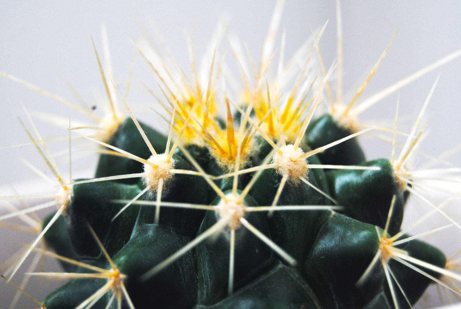 Cactus 3809X2550 Wallpaper and Background Image