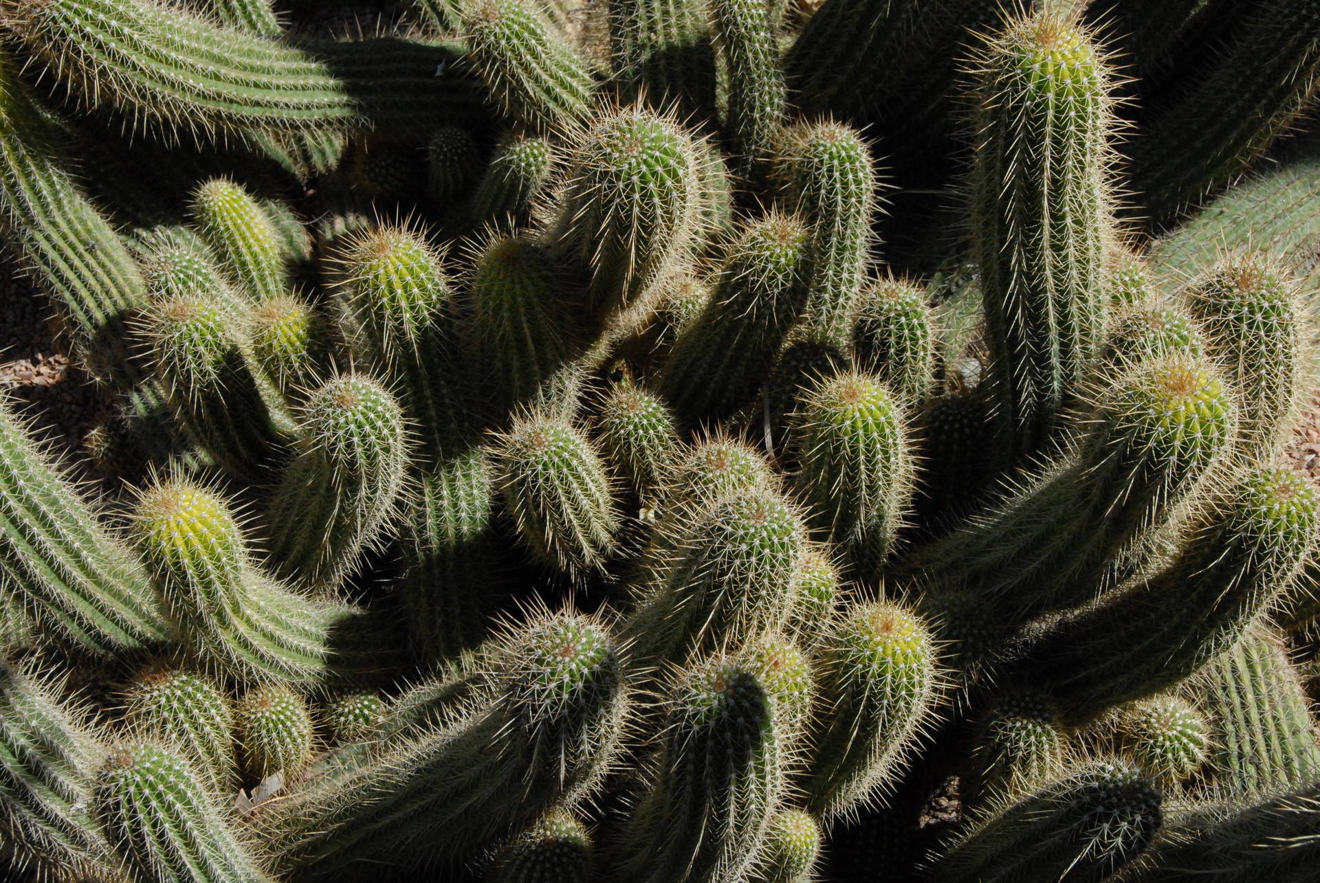 3872X2592 Cactus Wallpaper and Background