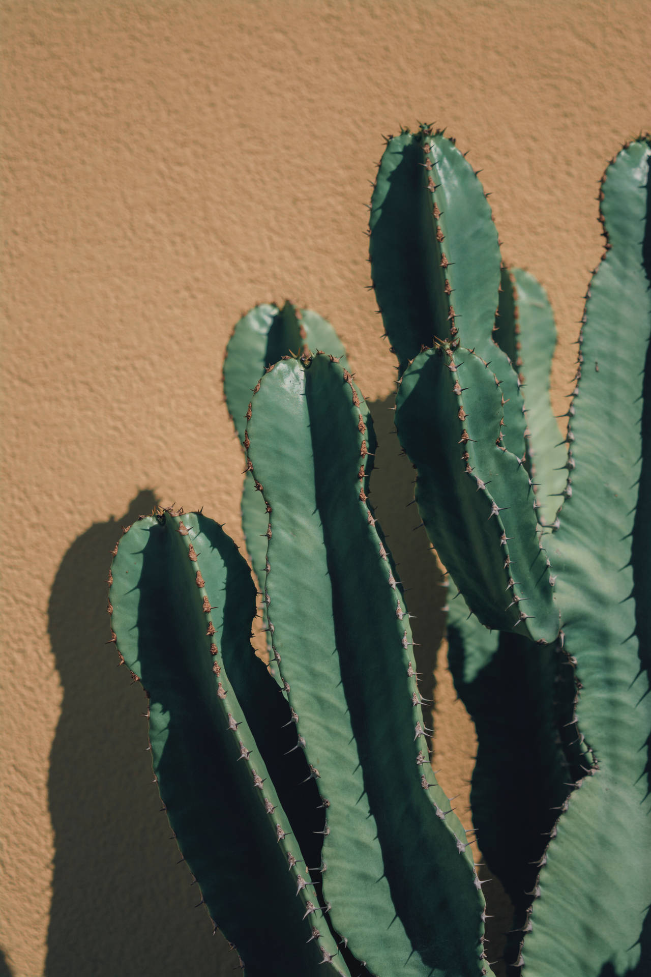 Cactus 4000X6000 Wallpaper and Background Image