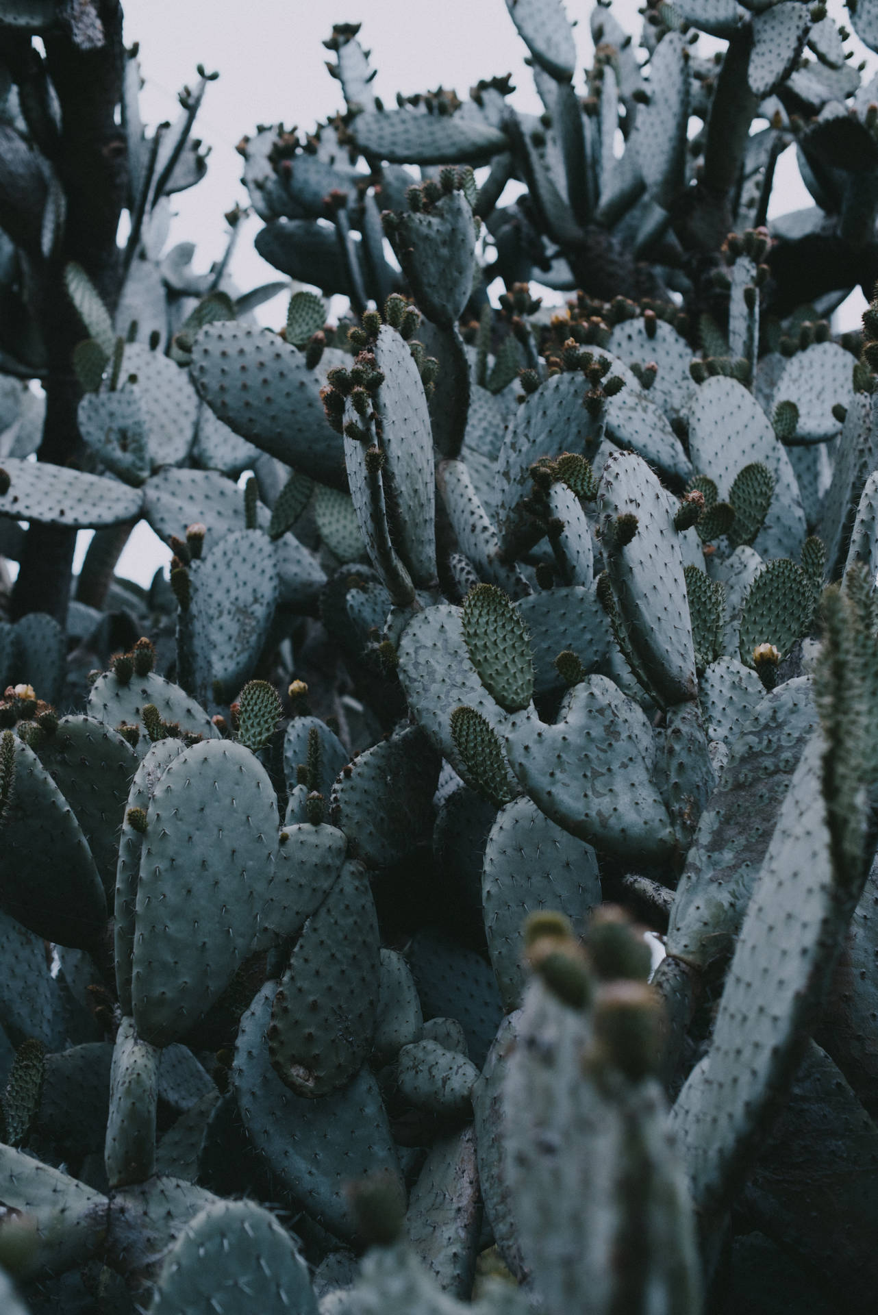 4016X6016 Cactus Wallpaper and Background