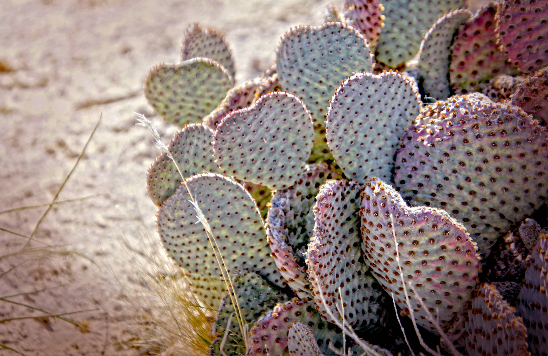 4096X2664 Cactus Wallpaper and Background