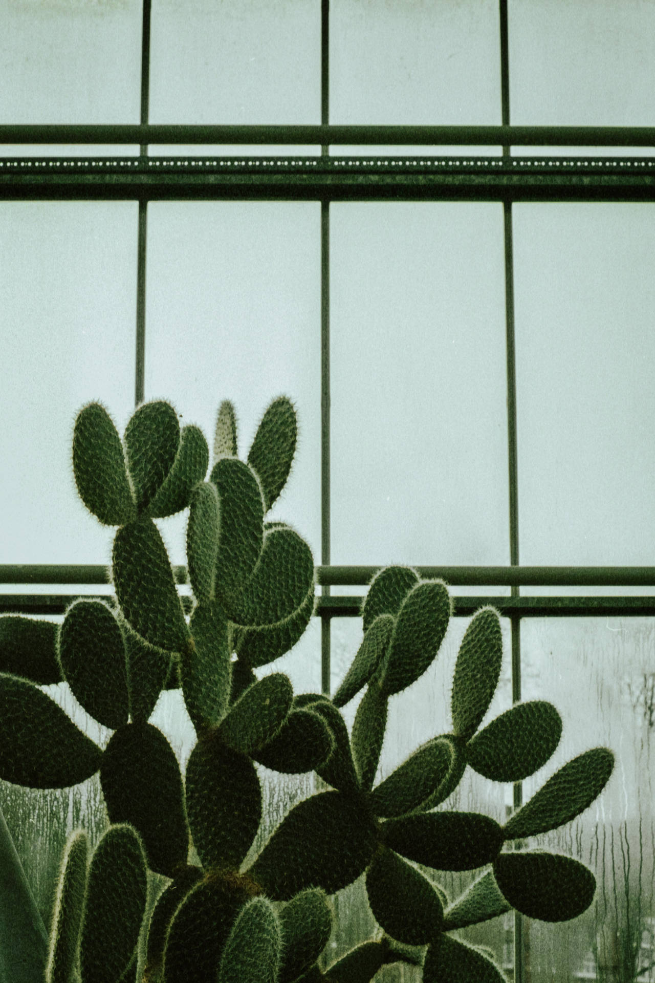 4330X6495 Cactus Wallpaper and Background