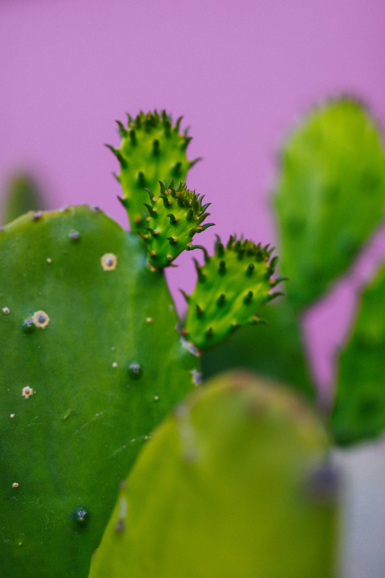 4445X6667 Cactus Wallpaper and Background