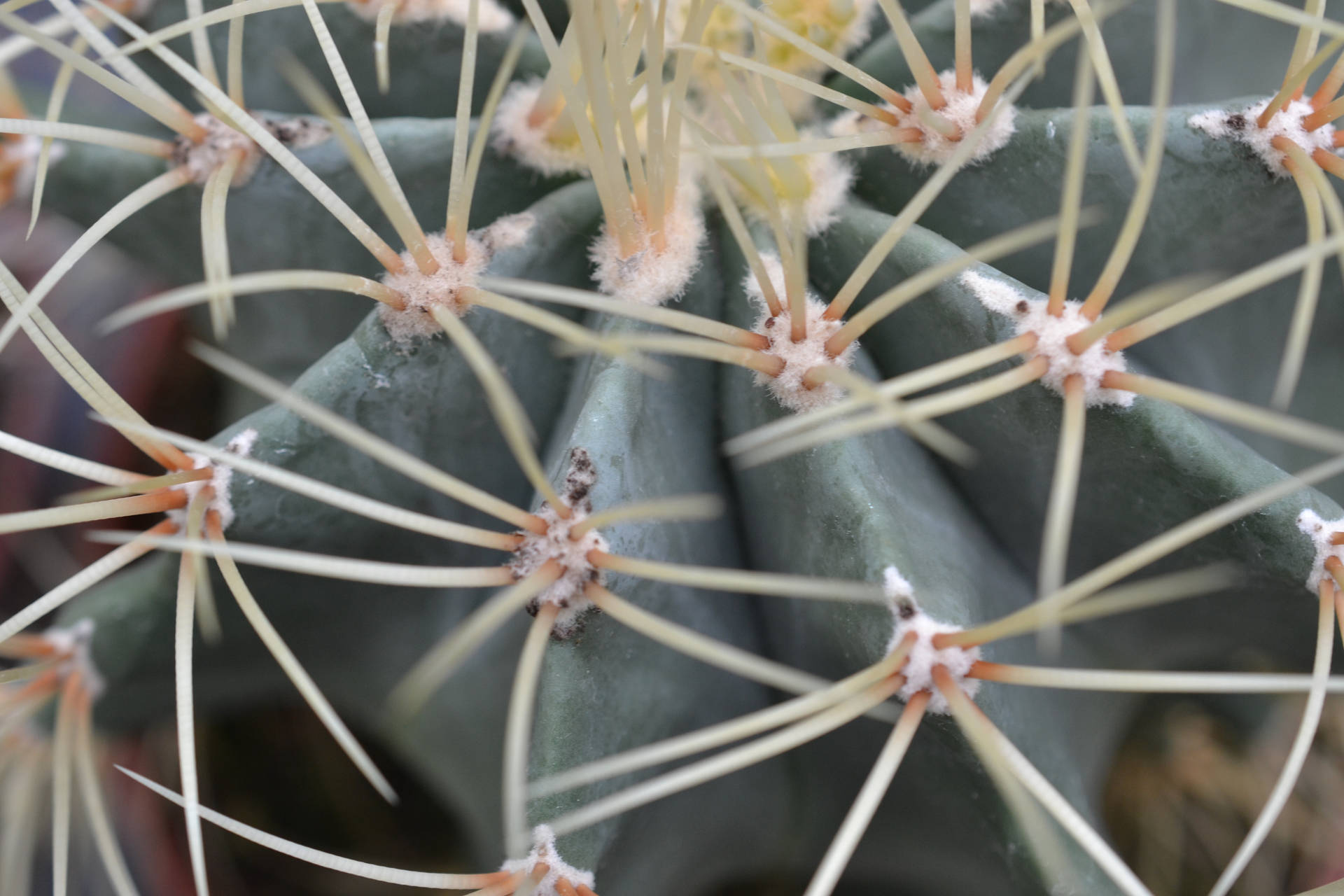 Cactus 4608X3072 Wallpaper and Background Image
