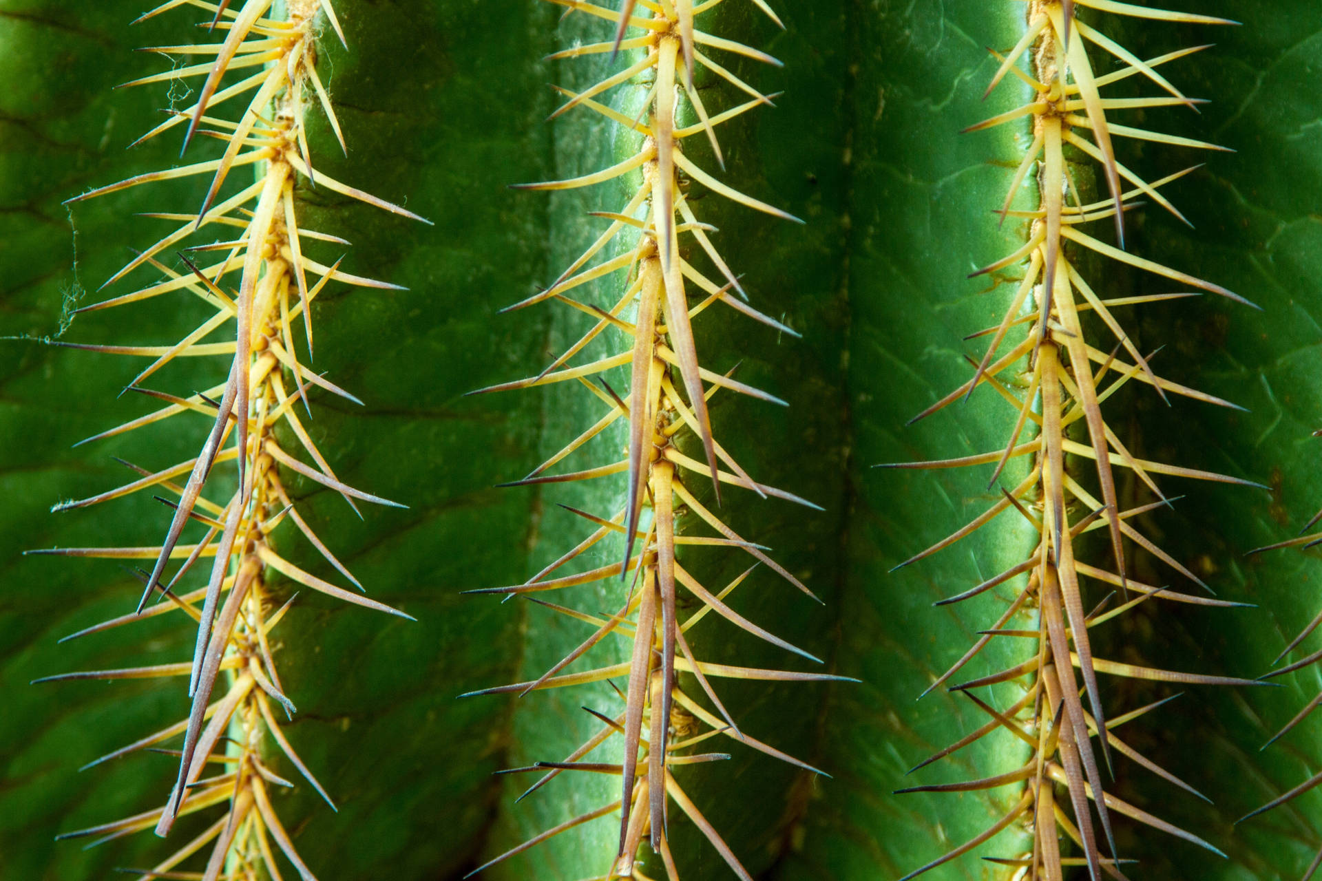 4739X3159 Cactus Wallpaper and Background