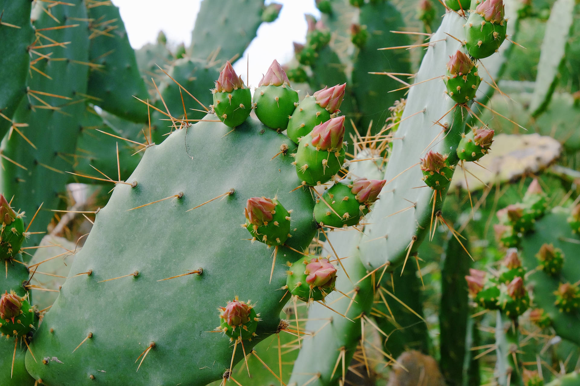 Cactus 4896X3264 Wallpaper and Background Image