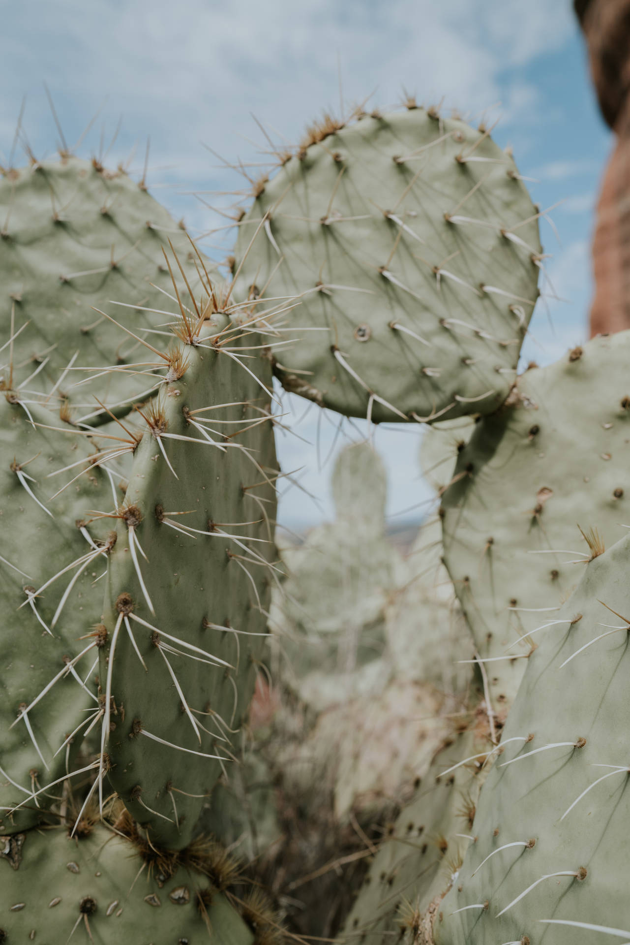 5304X7952 Cactus Wallpaper and Background