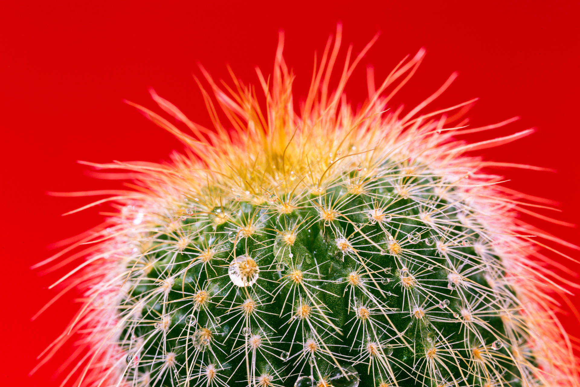 5760X3840 Cactus Wallpaper and Background