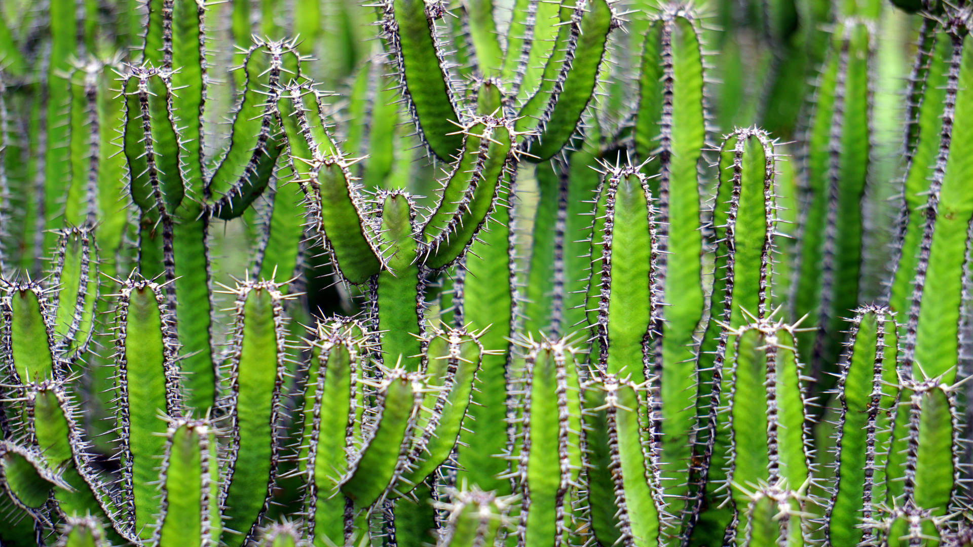 6000X3376 Cactus Wallpaper and Background