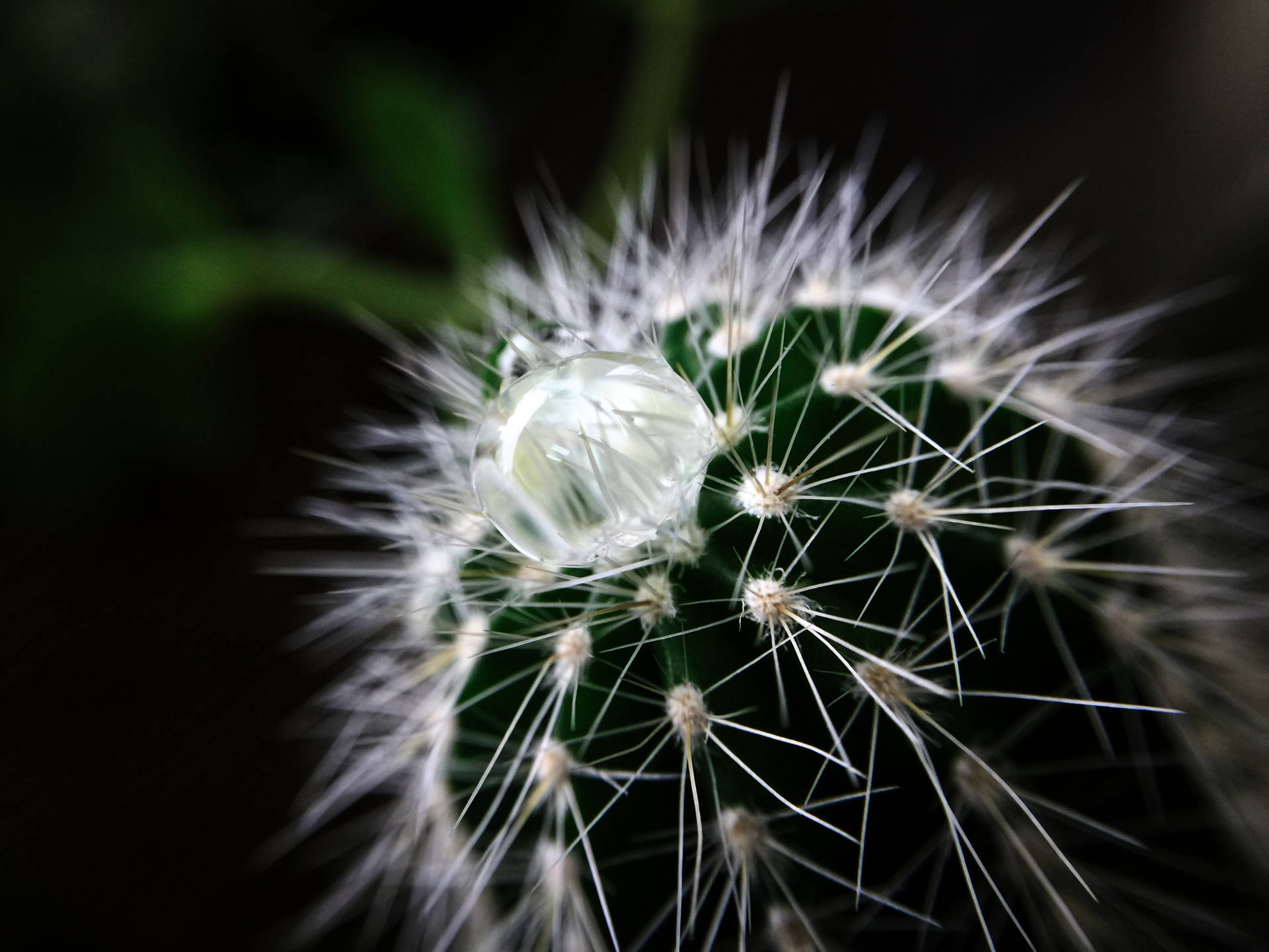 Cactus 6000X4500 Wallpaper and Background Image