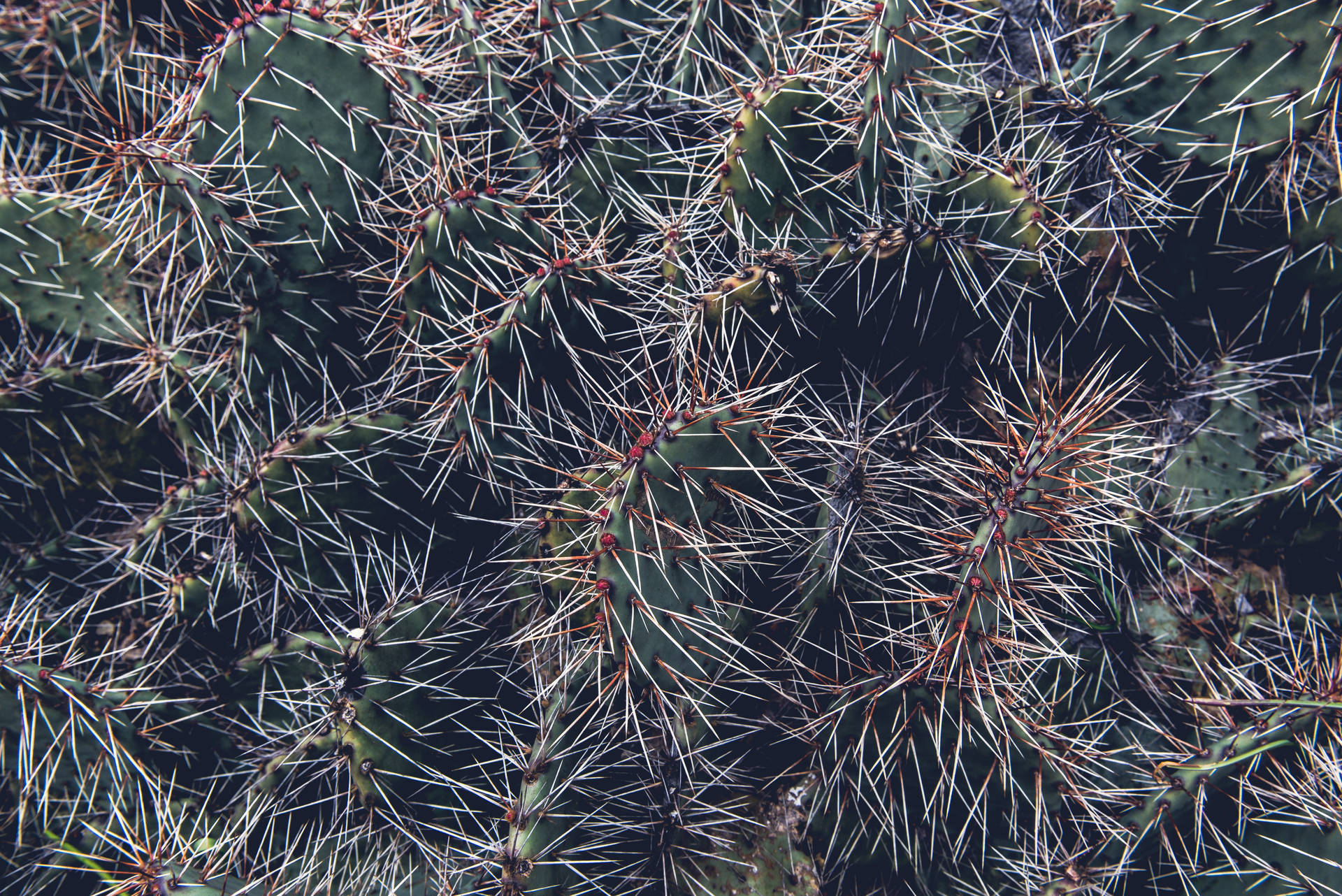 6016X4016 Cactus Wallpaper and Background