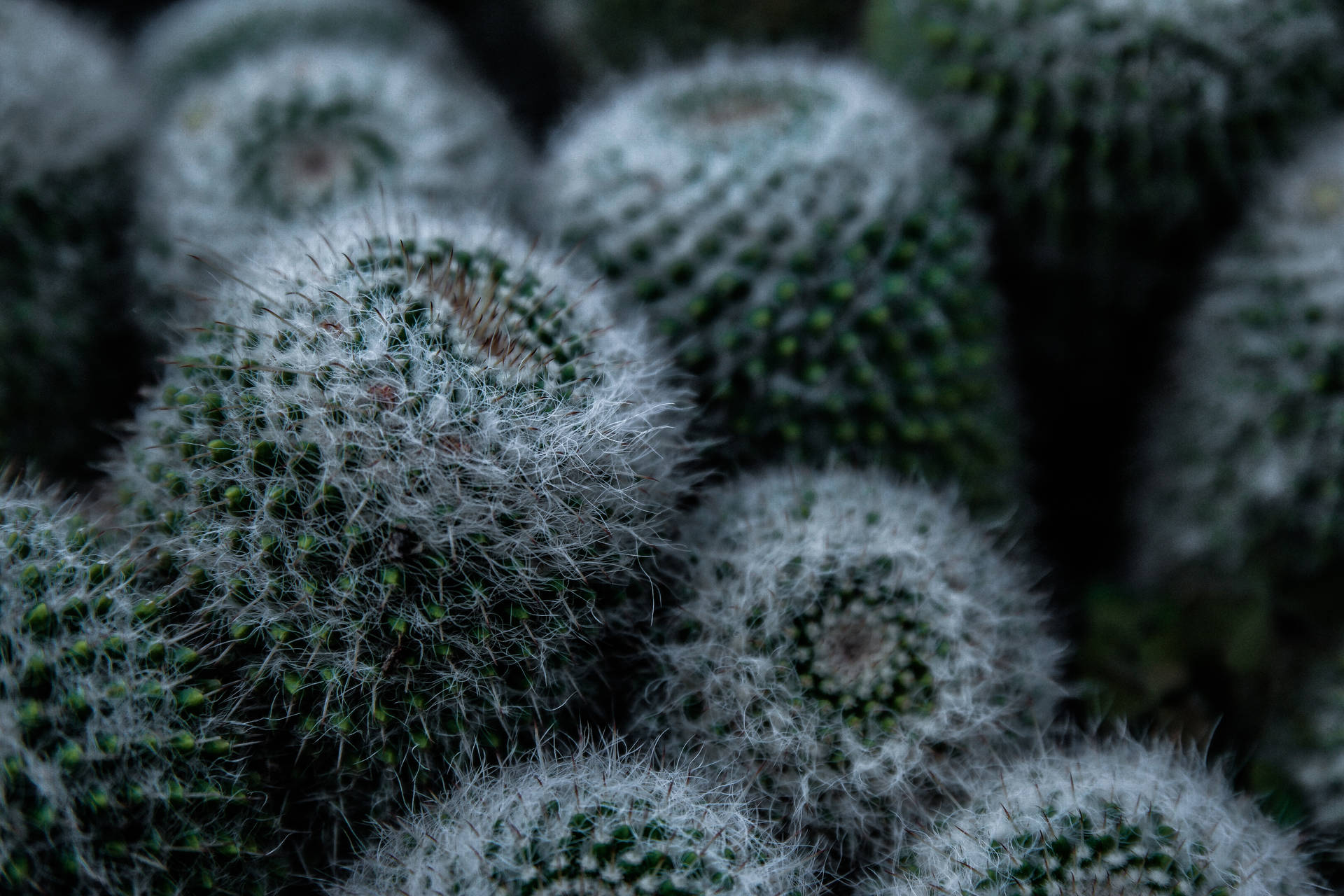 6480X4320 Cactus Wallpaper and Background