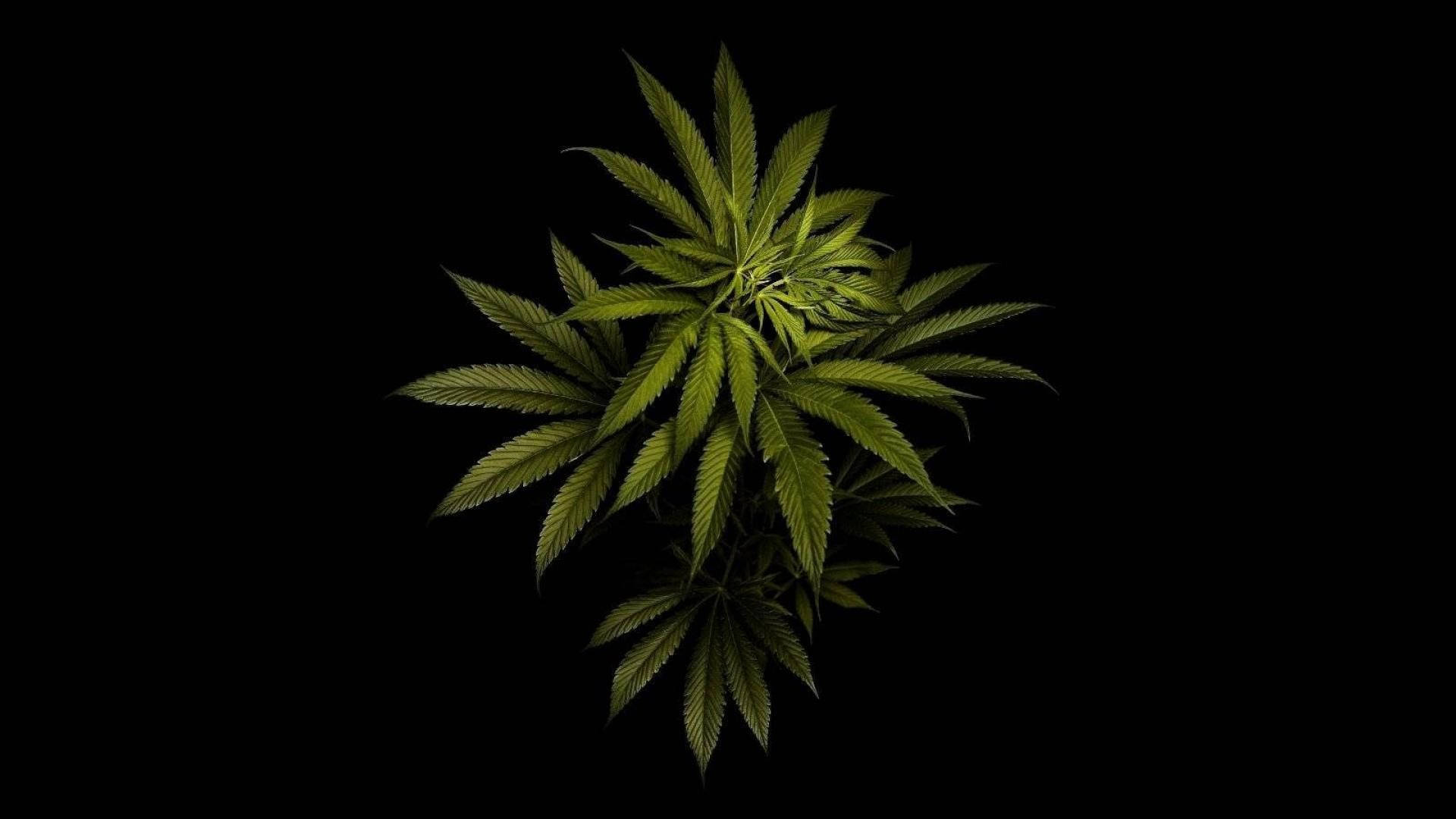 Cannabis 1920X1080 Wallpaper and Background Image