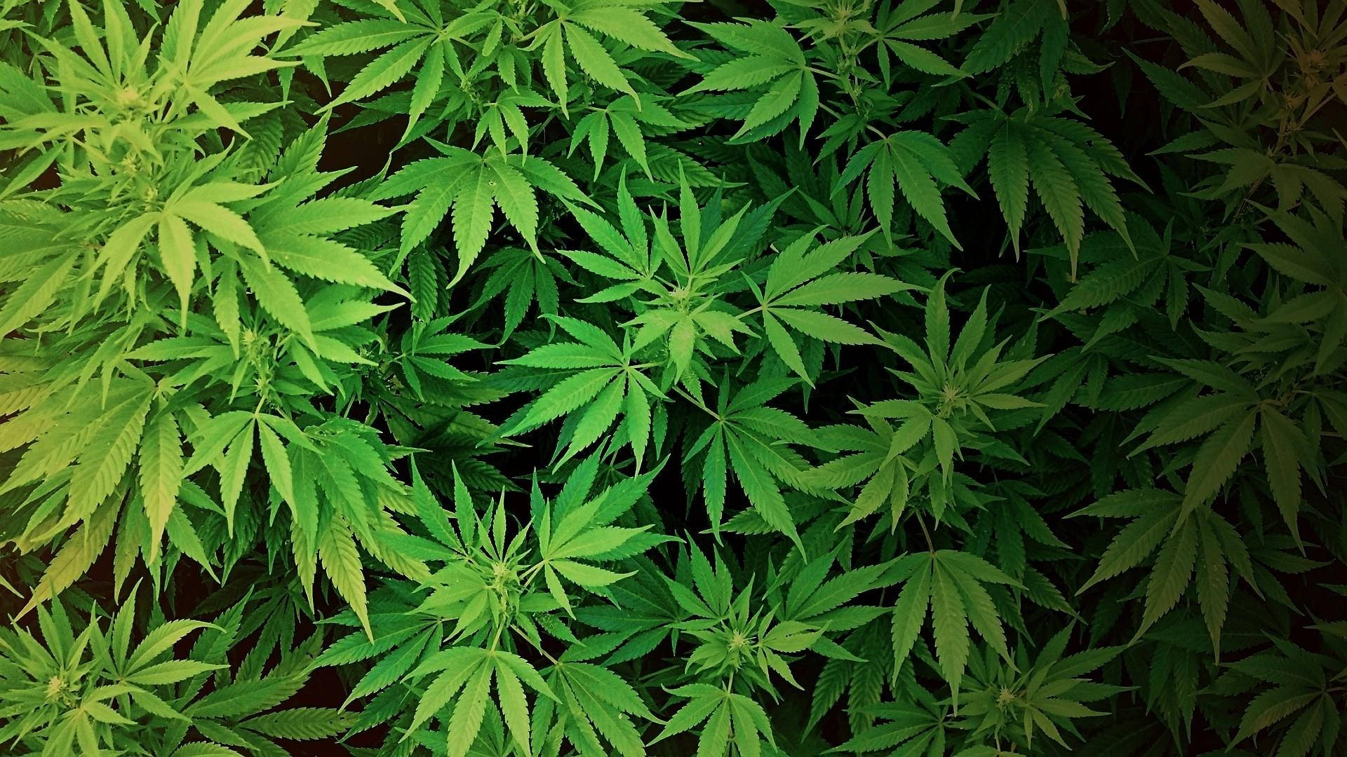 Cannabis 1920X1080 Wallpaper and Background Image