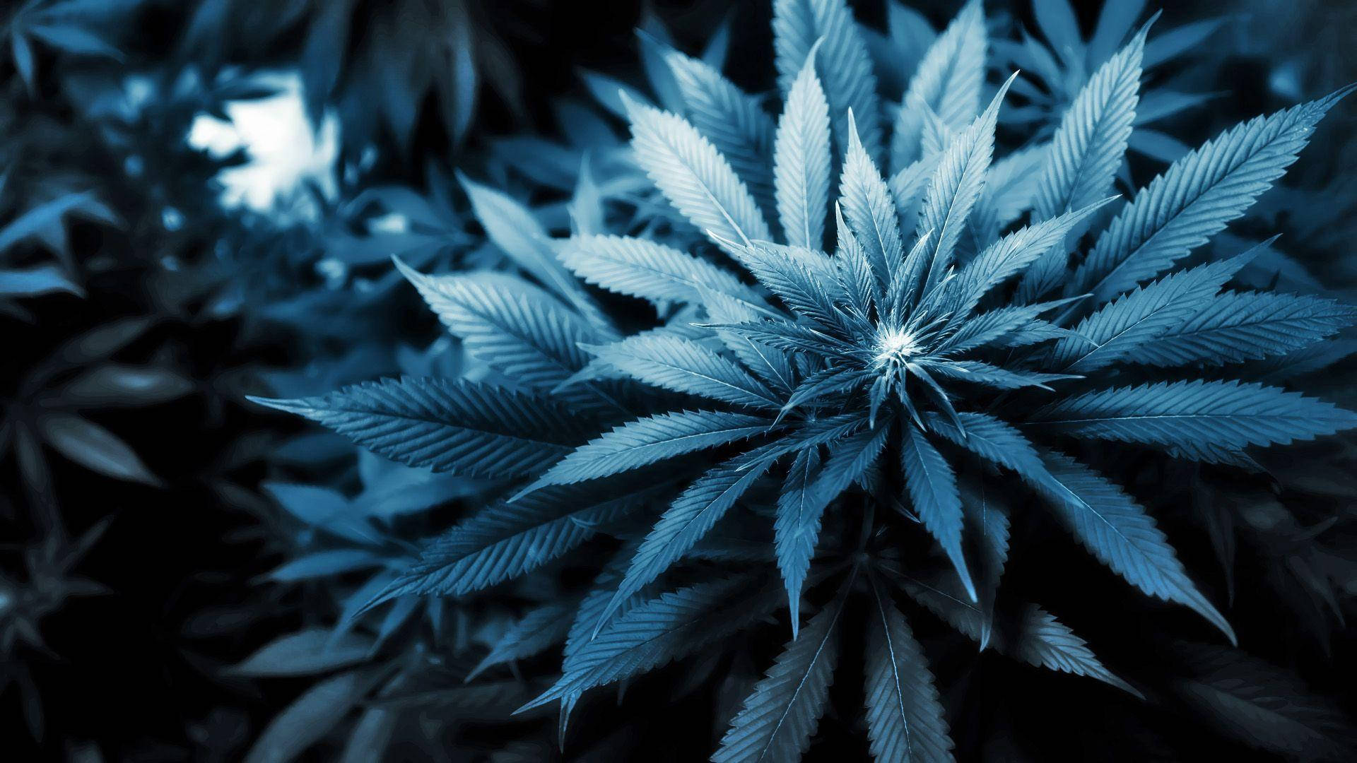 1920X1080 Cannabis Wallpaper and Background