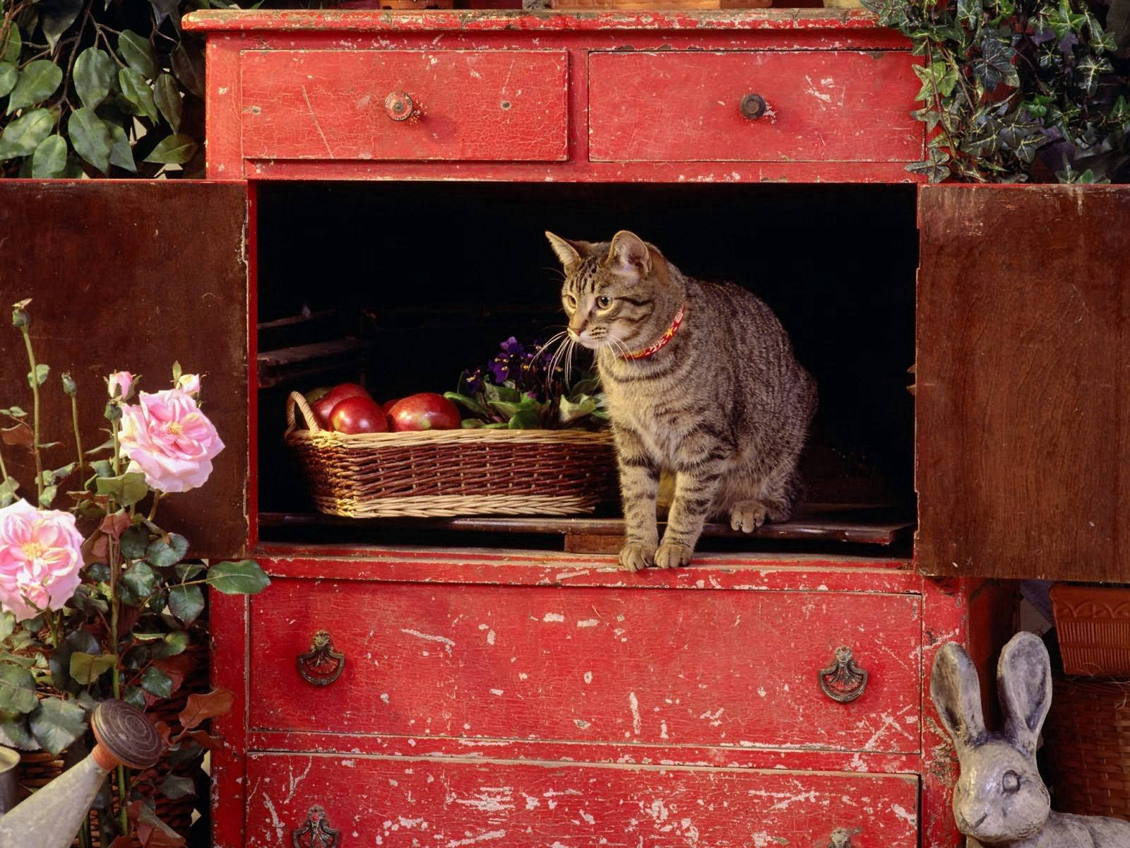 Cat 1600X1200 wallpaper