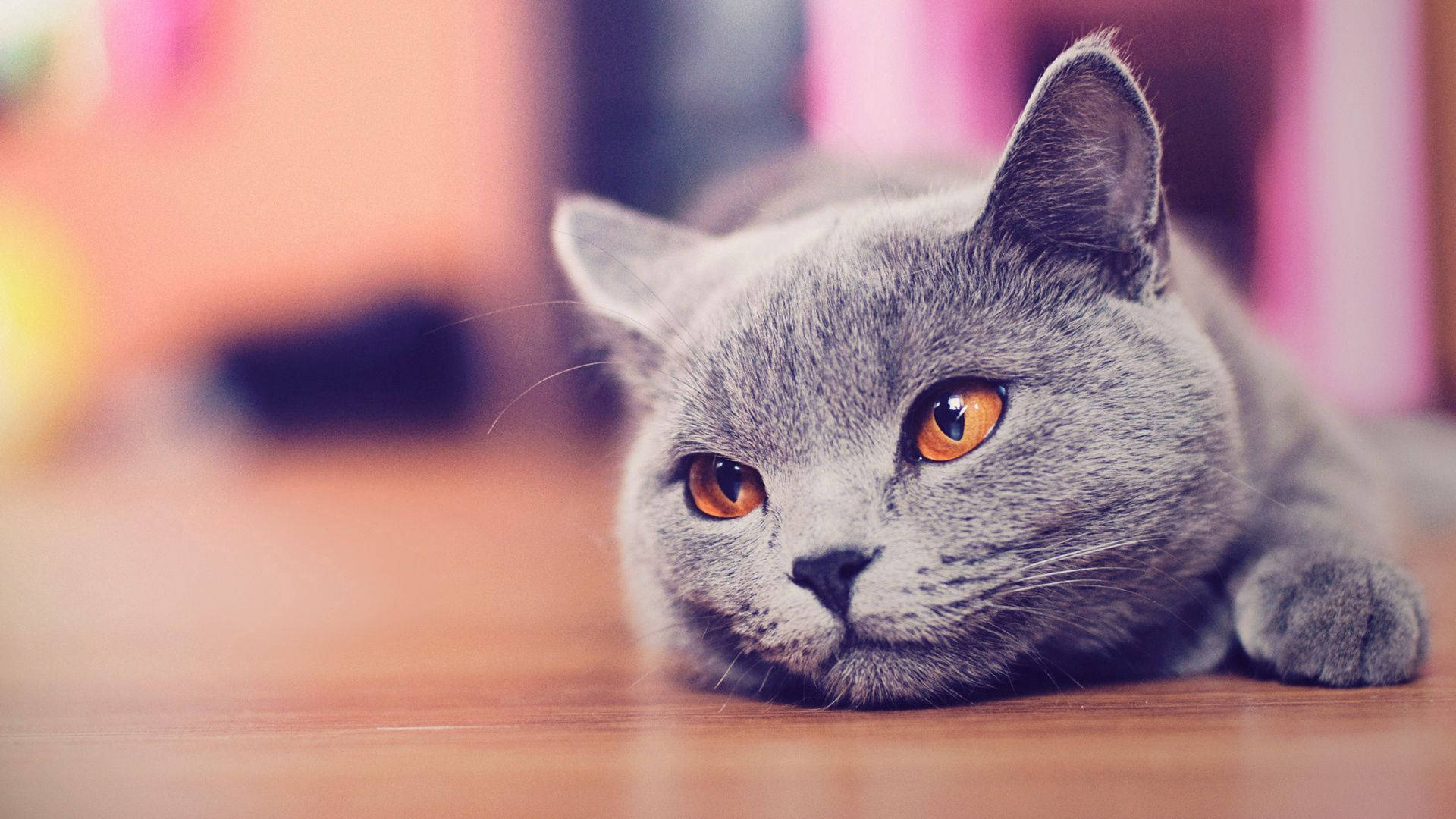 Cat 1920X1080 Wallpaper and Background Image