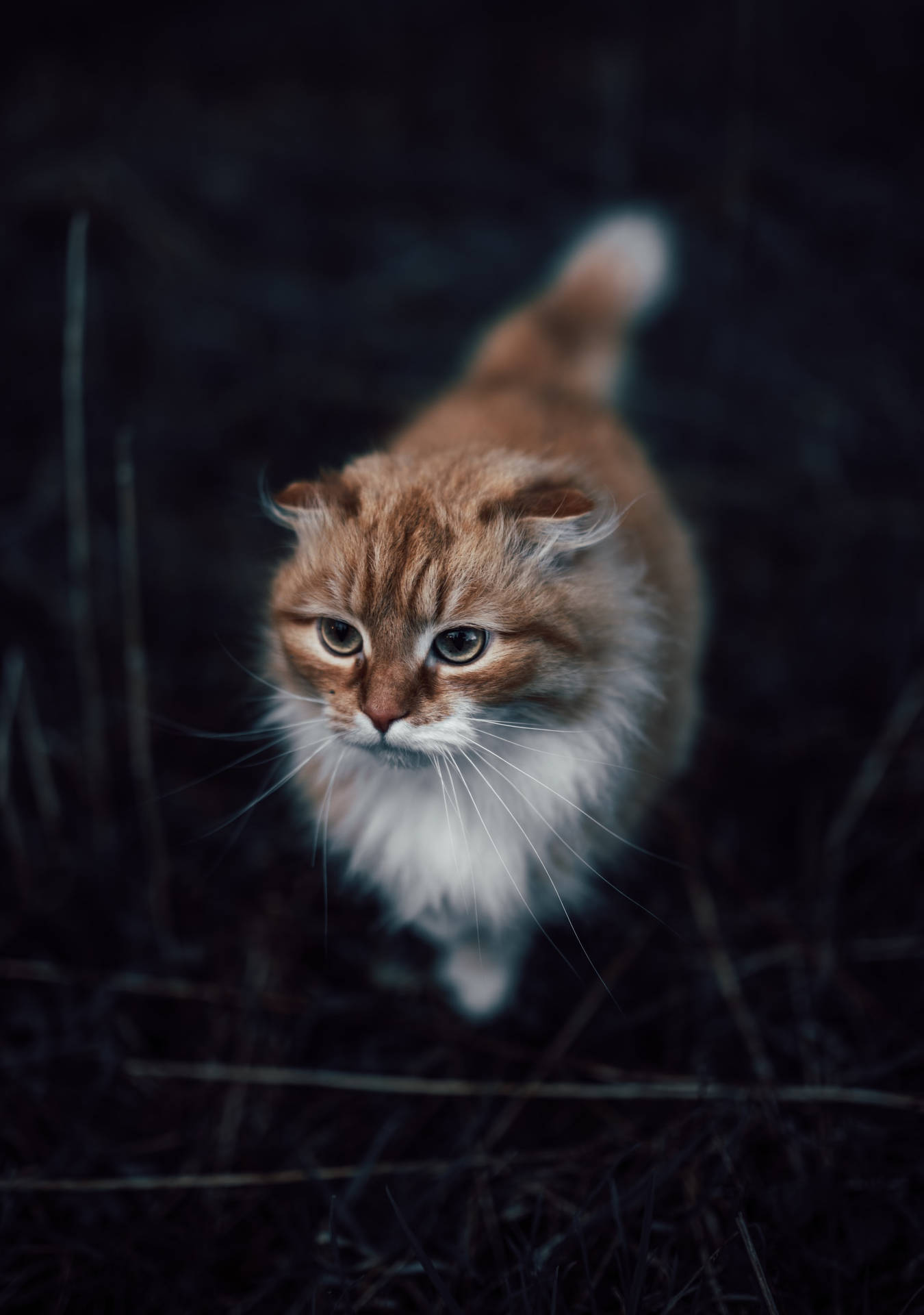2110X3000 Cat Wallpaper and Background