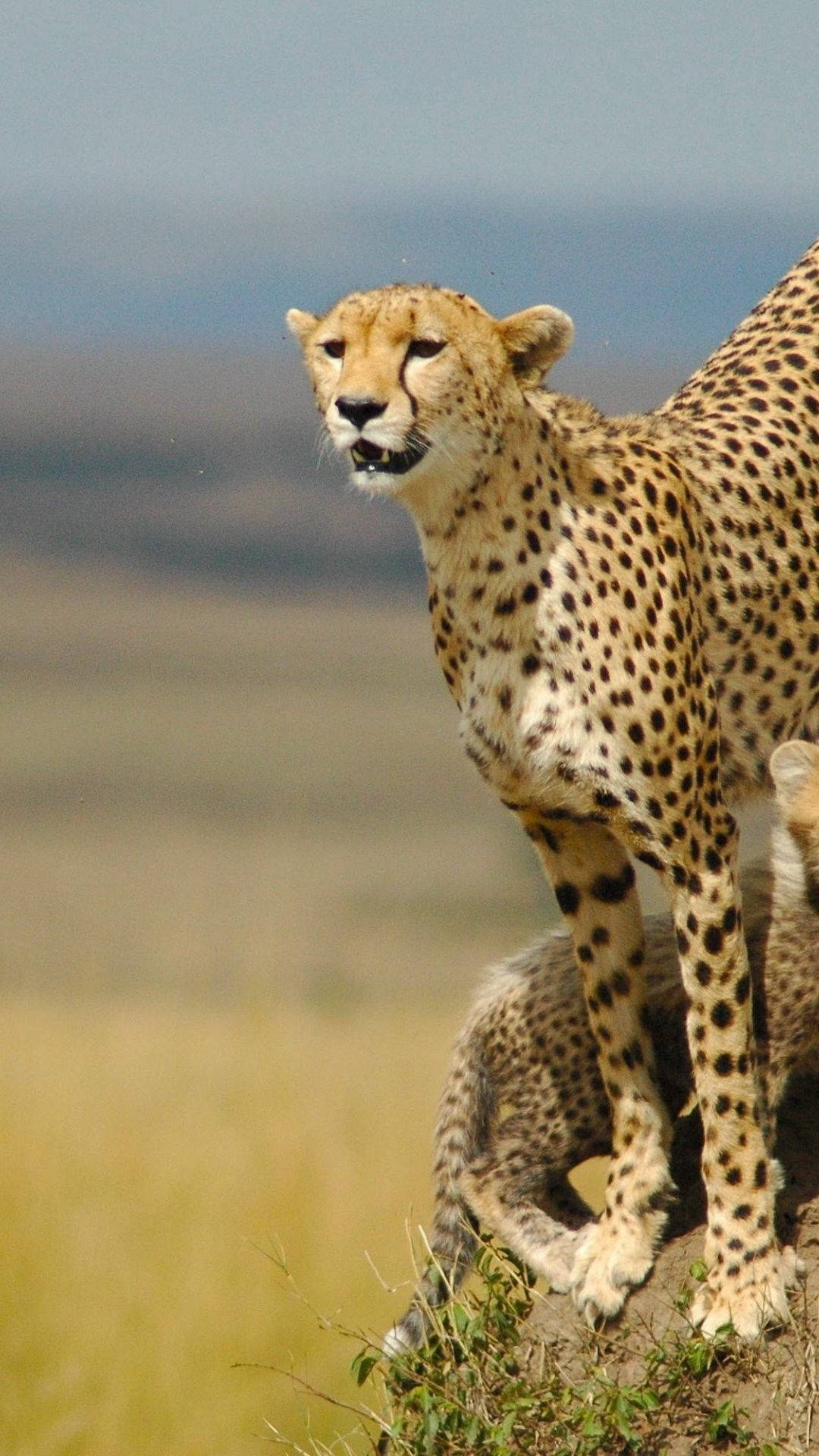 Cheetah 1080X1920 Wallpaper and Background Image