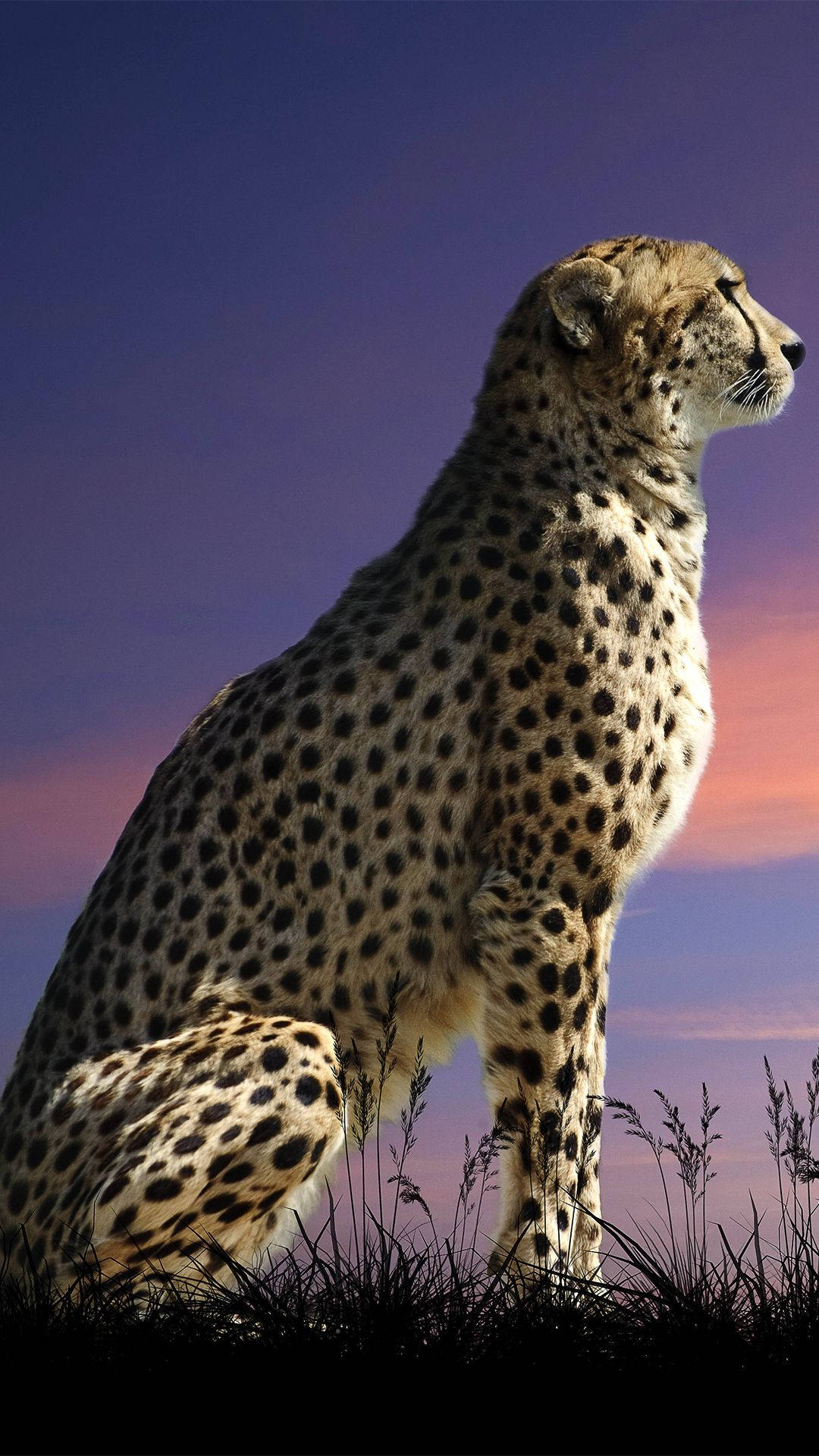 Cheetah 1080X1920 Wallpaper and Background Image