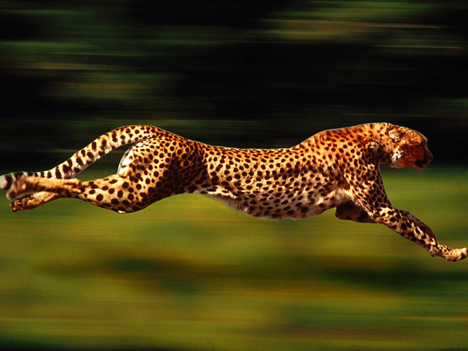 1600X1200 Cheetah Wallpaper and Background
