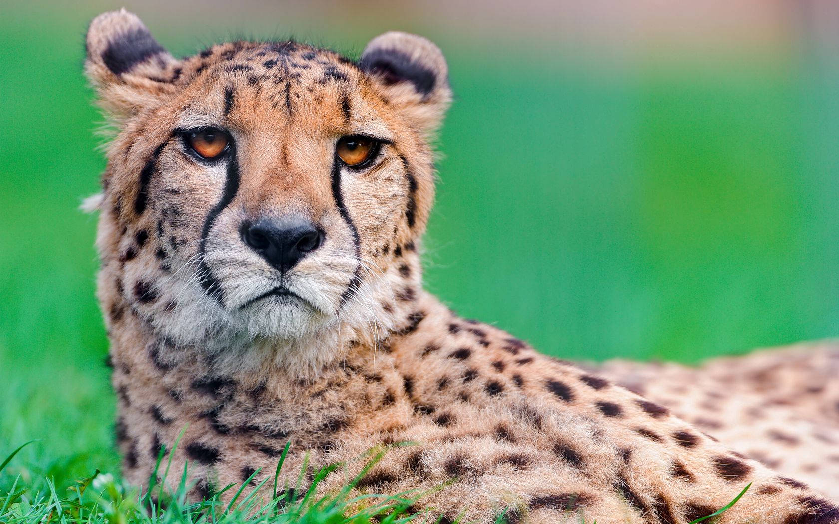 1680X1050 Cheetah Wallpaper and Background