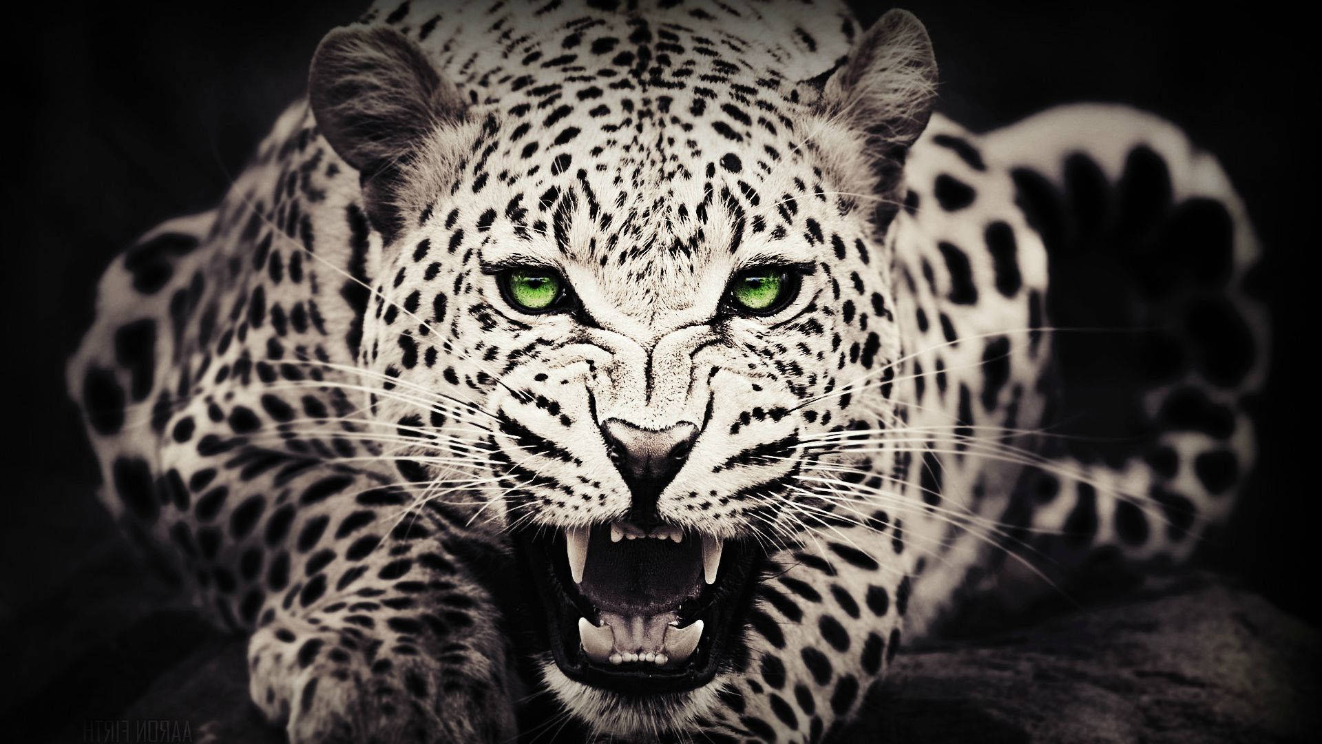 Cheetah 1920X1080 Wallpaper and Background Image