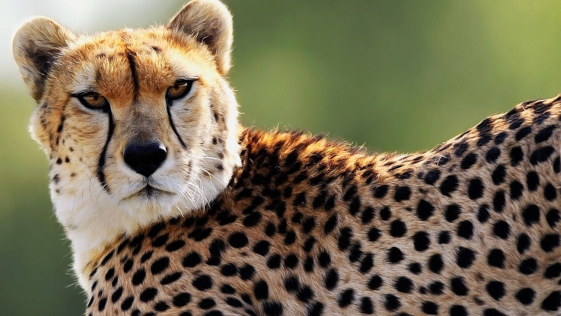 Cheetah 1920X1080 Wallpaper and Background Image