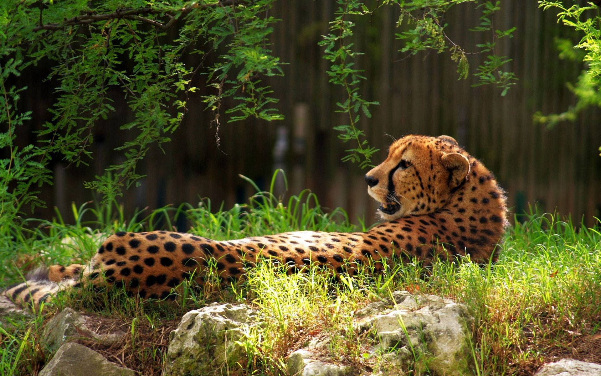 Cheetah 1920X1200 Wallpaper and Background Image