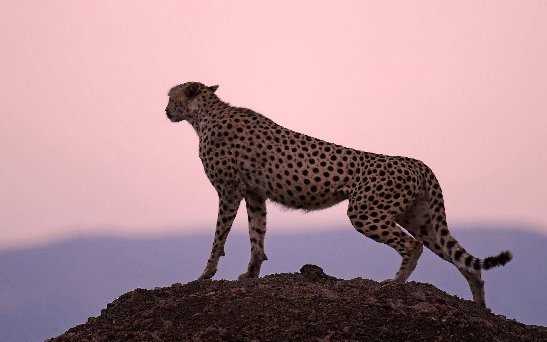 1920X1200 Cheetah Wallpaper and Background