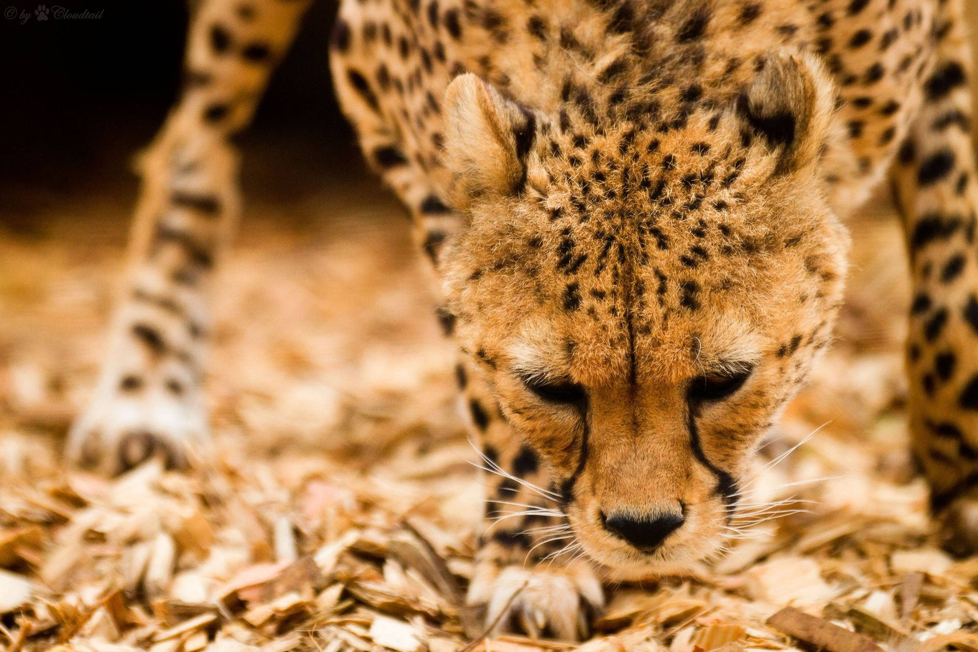 2048X1365 Cheetah Wallpaper and Background
