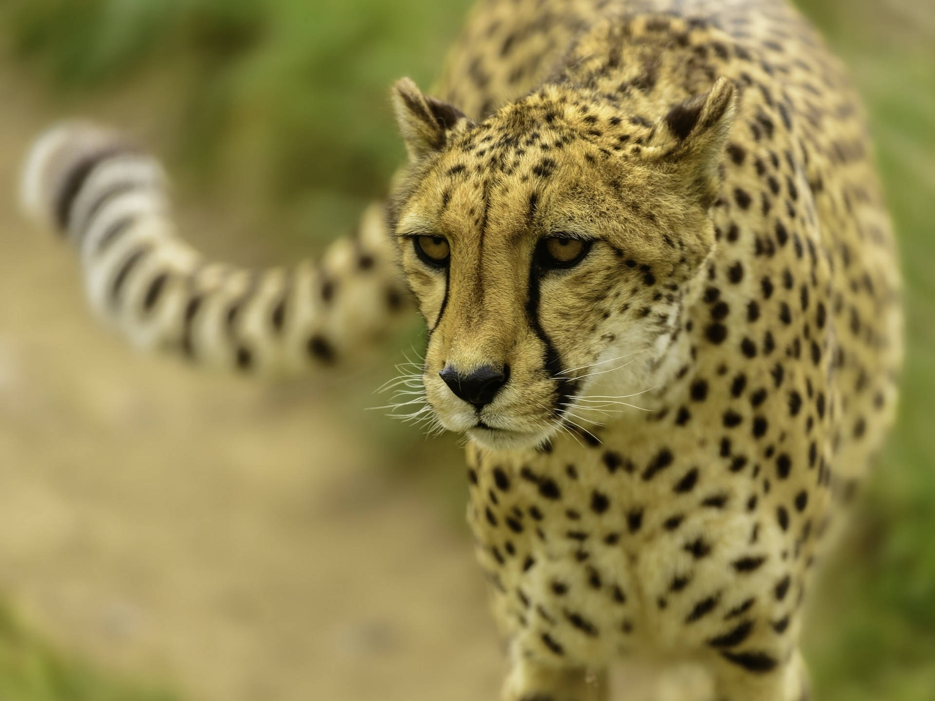 Cheetah 2048X1536 Wallpaper and Background Image