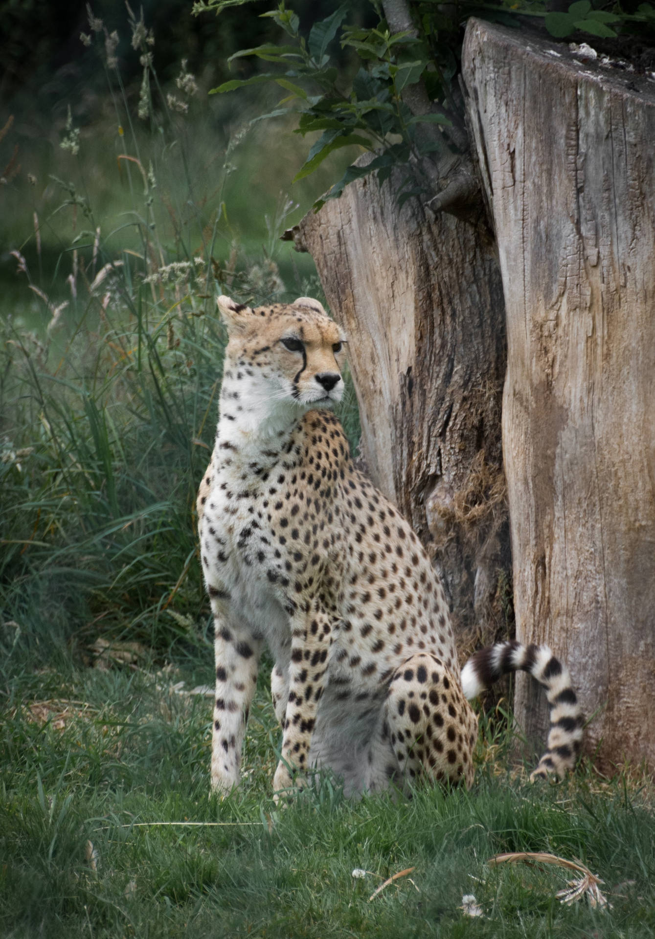 Cheetah 2400X3441 Wallpaper and Background Image