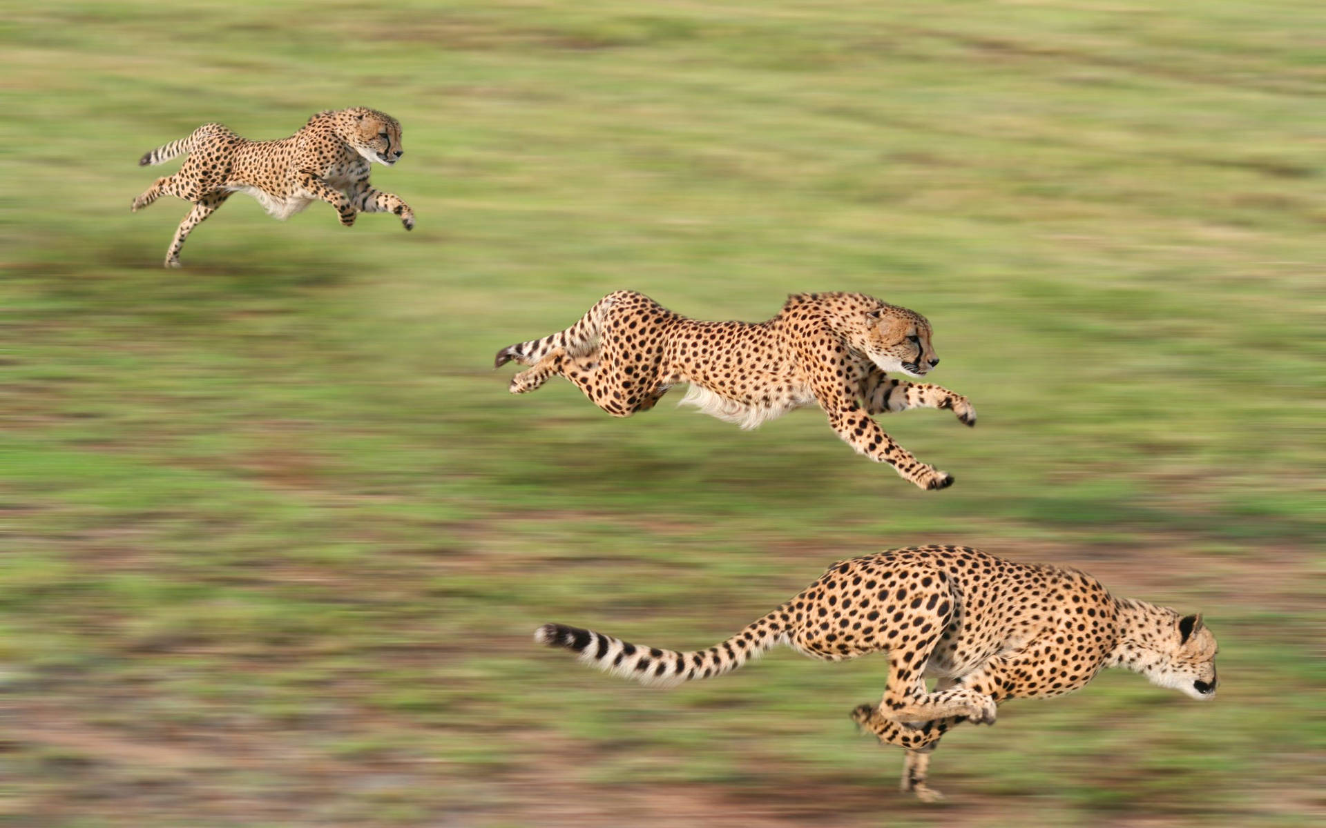 Cheetah 2560X1600 Wallpaper and Background Image