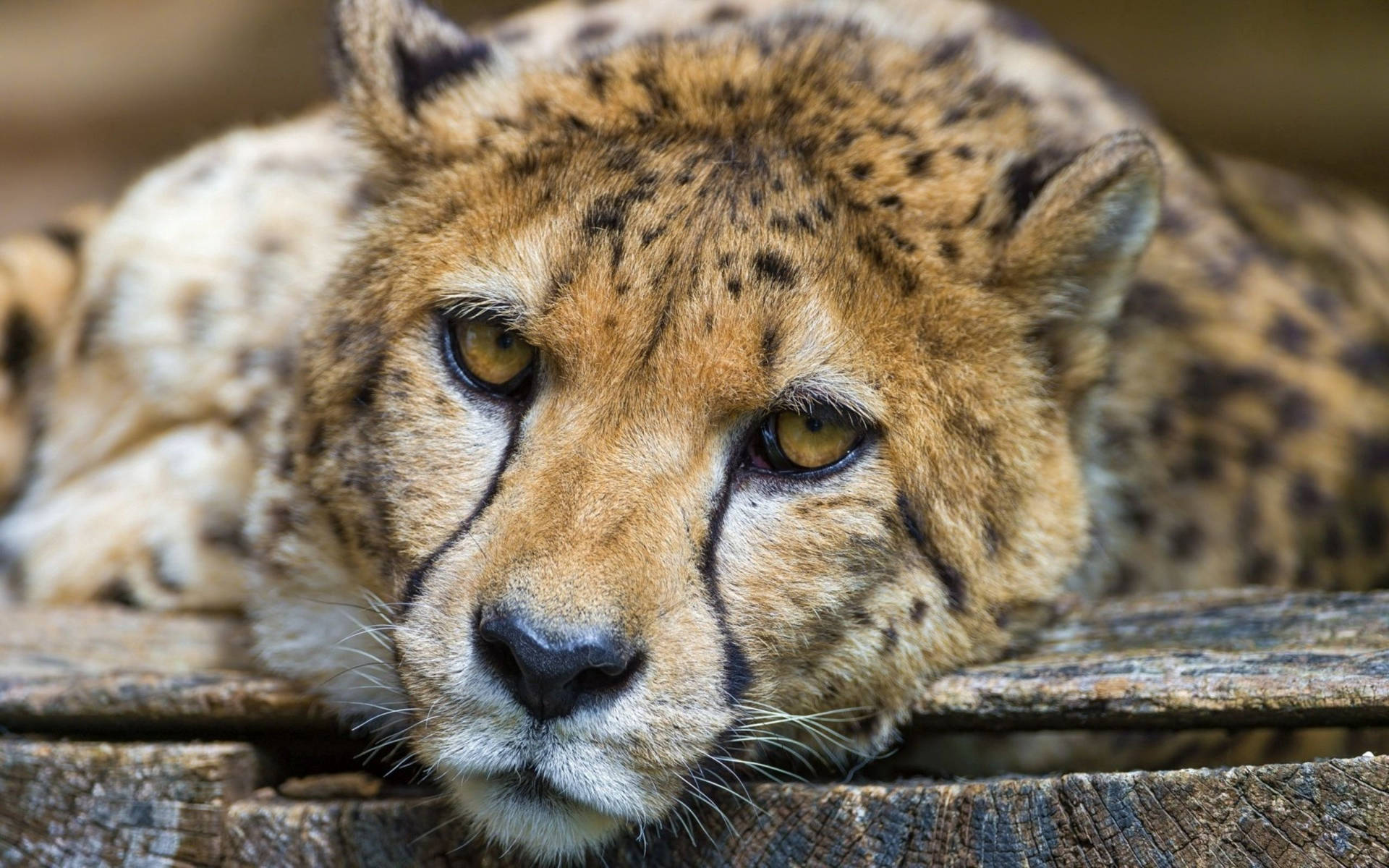 Cheetah 2560X1600 Wallpaper and Background Image