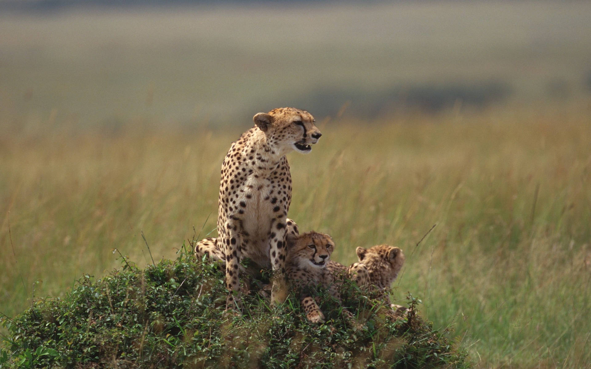2560X1600 Cheetah Wallpaper and Background