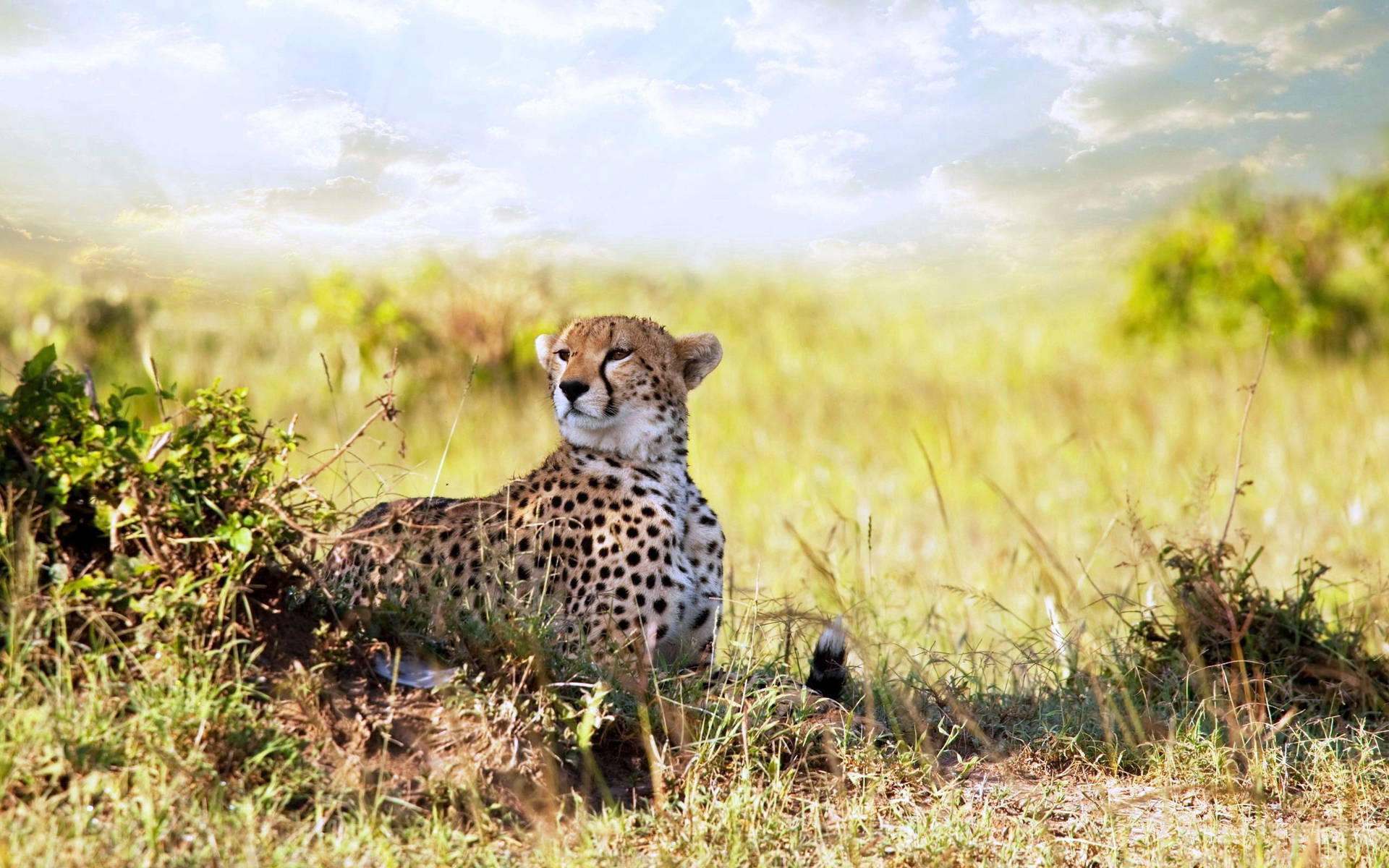 2560X1600 Cheetah Wallpaper and Background