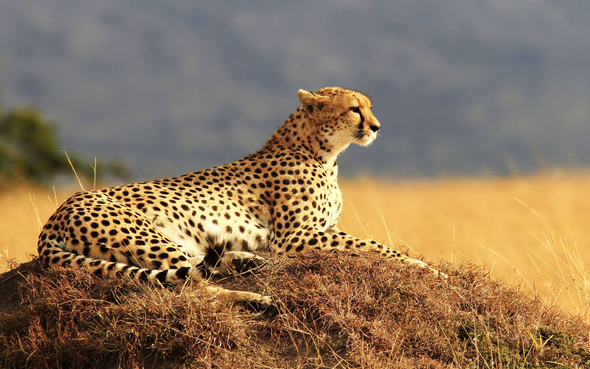 Cheetah 2880X1800 Wallpaper and Background Image