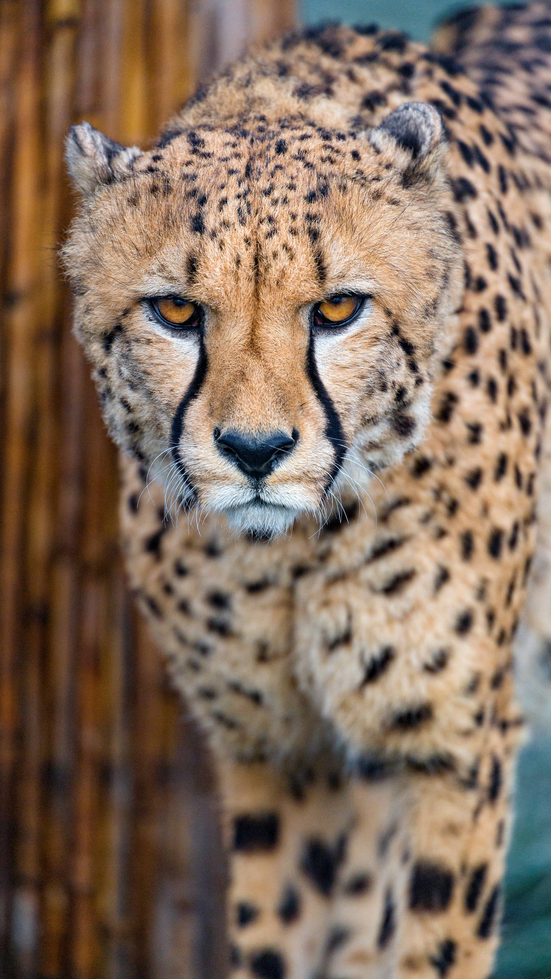 2880X5120 Cheetah Wallpaper and Background