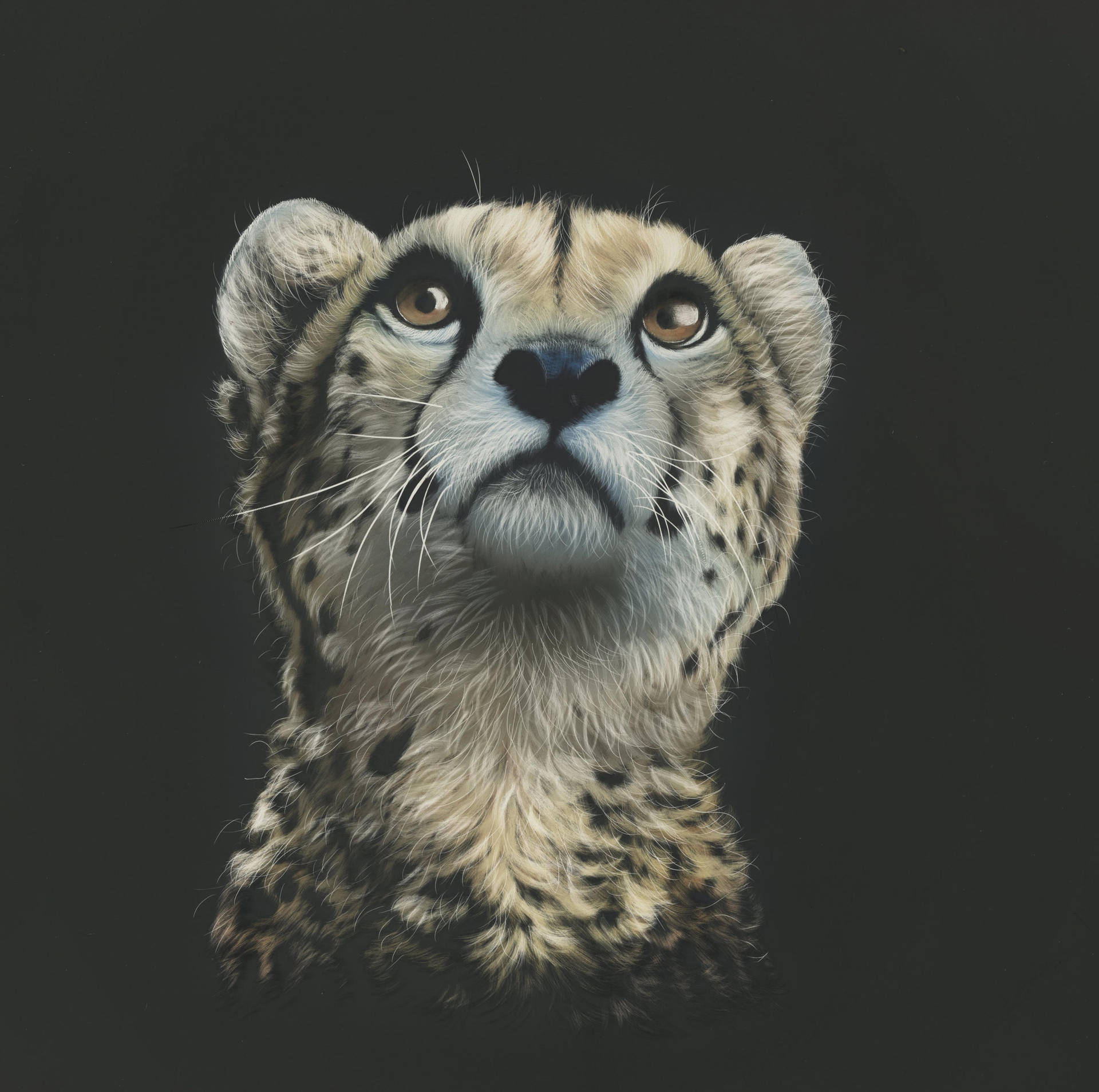 3298X3277 Cheetah Wallpaper and Background