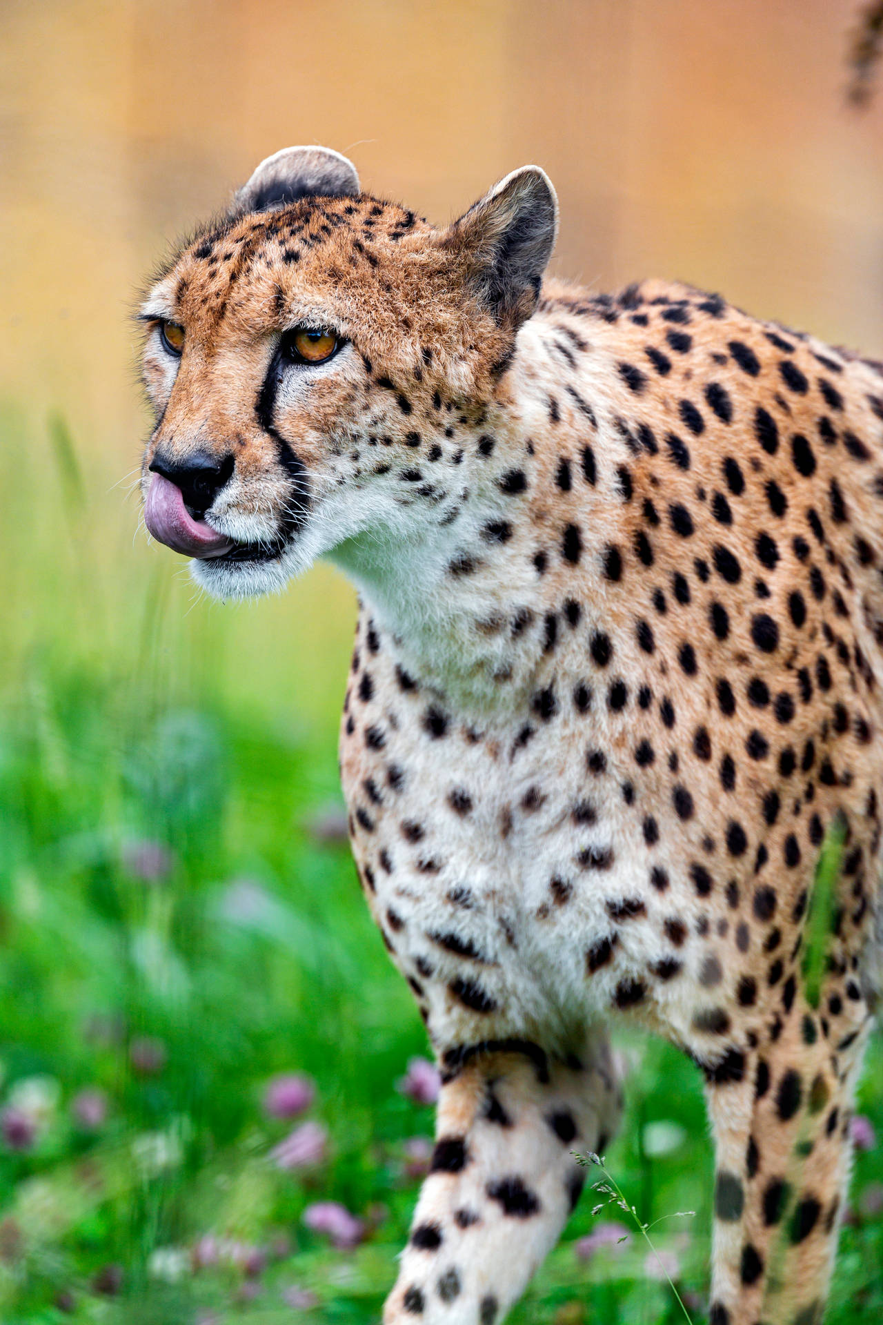 Cheetah 3413X5120 Wallpaper and Background Image