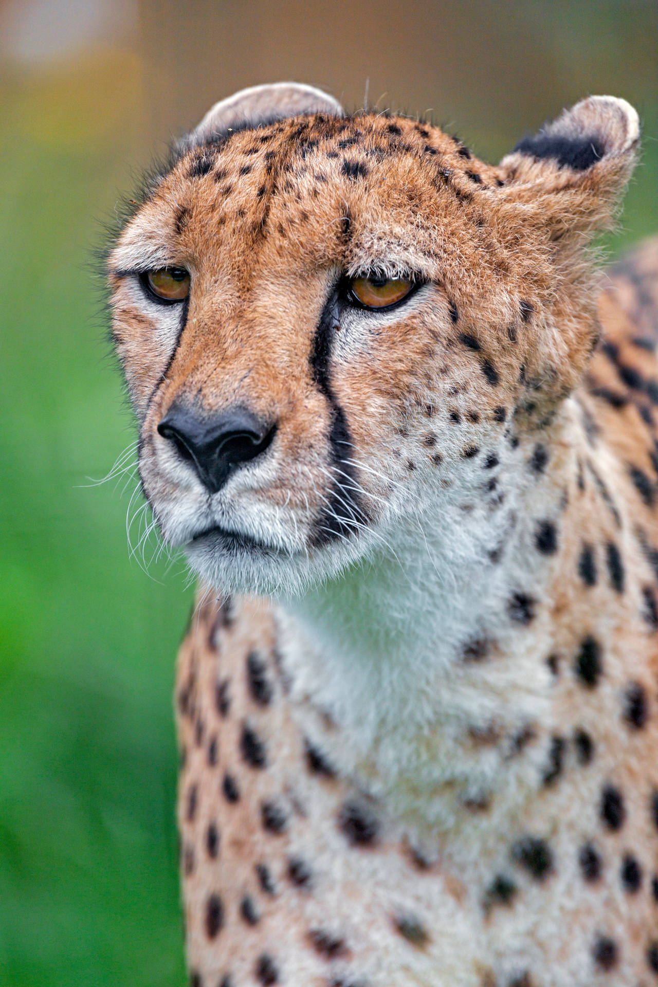 3413X5120 Cheetah Wallpaper and Background