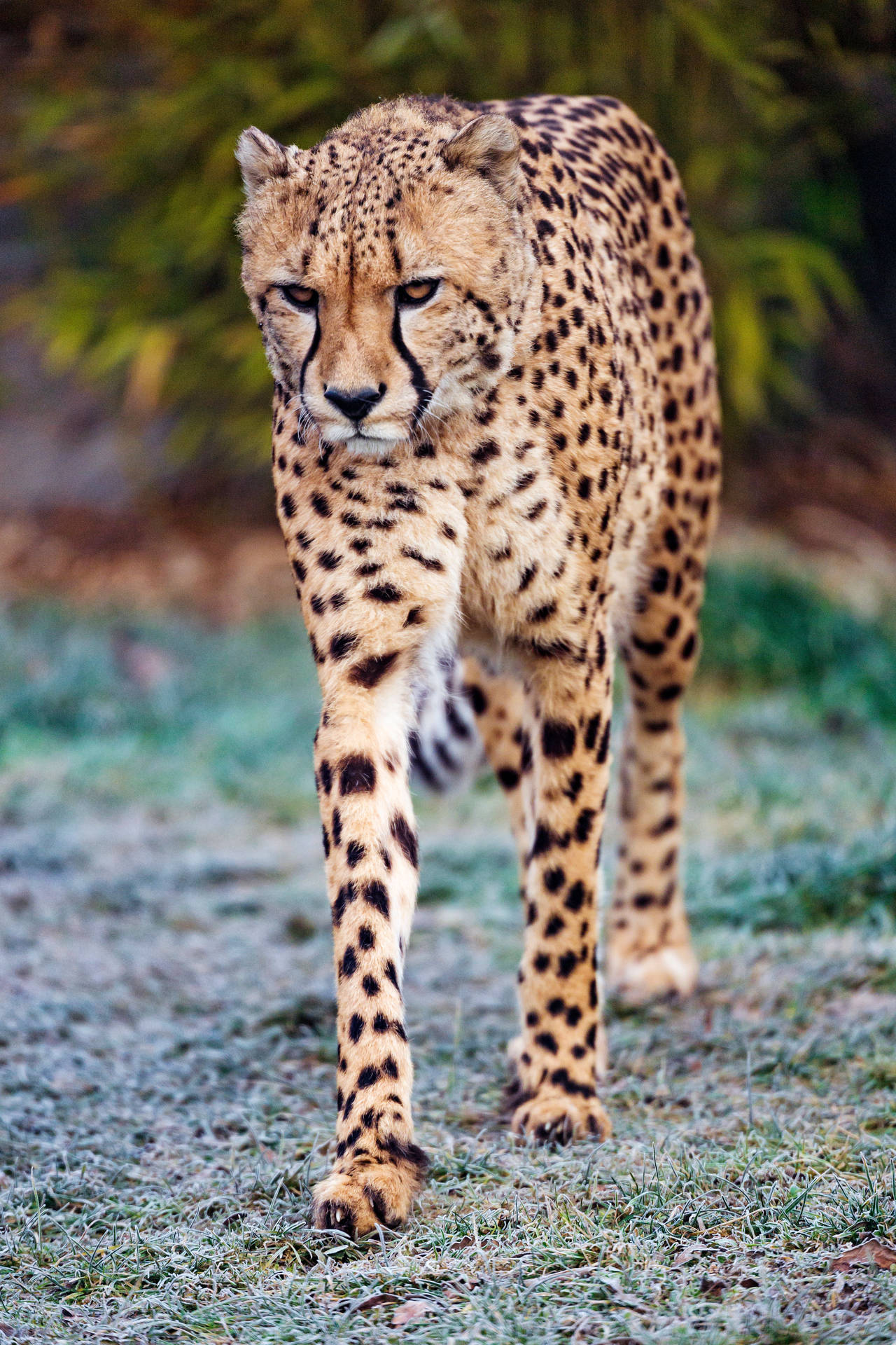 3414X5120 Cheetah Wallpaper and Background