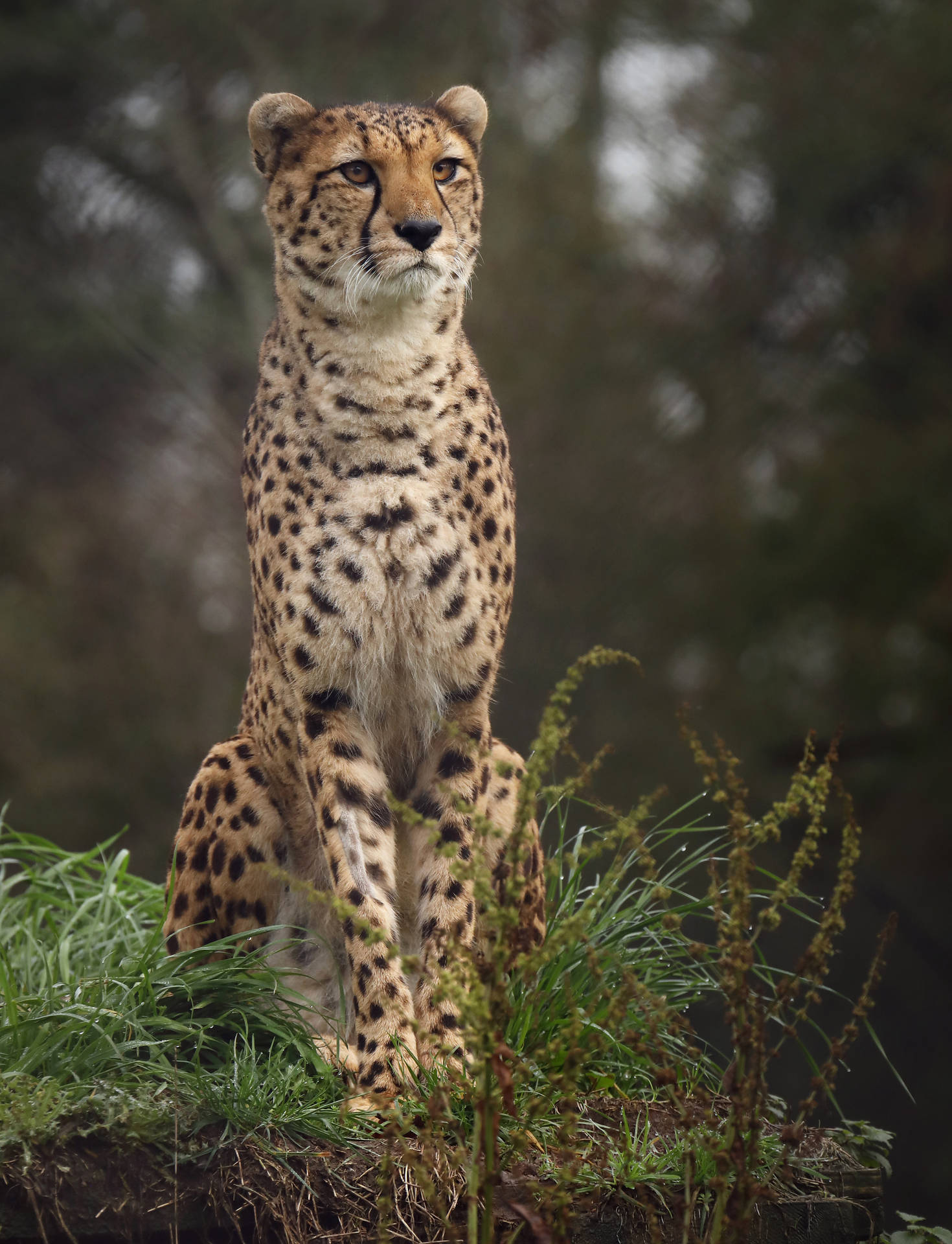 Cheetah 3686X4813 Wallpaper and Background Image