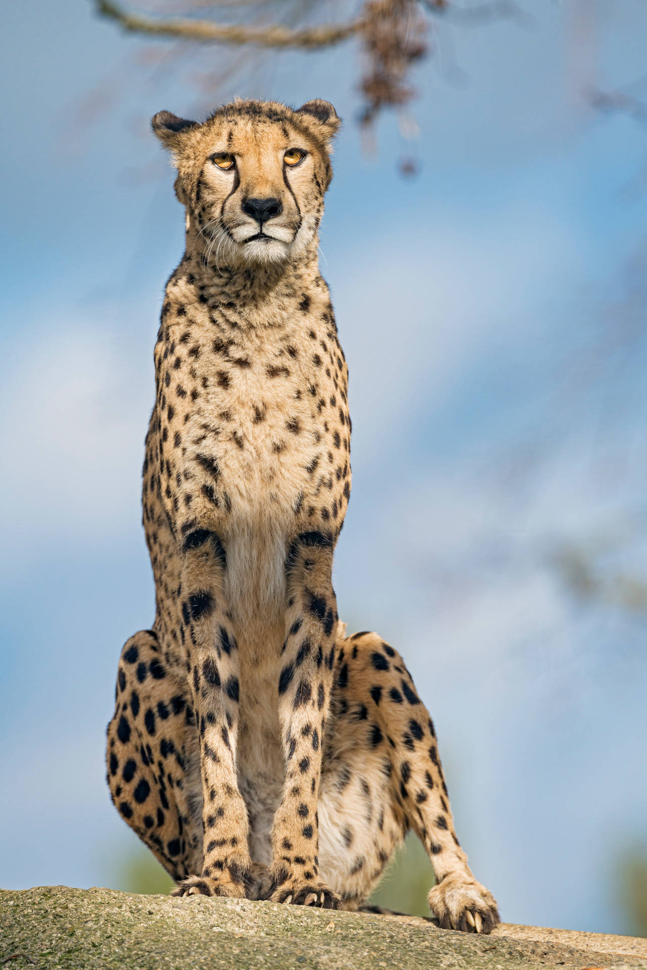 4096X6144 Cheetah Wallpaper and Background